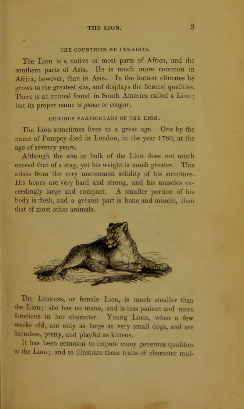 THE COUNTRIES HE INHABITS. The Lion is a native of most parts of Africa, and the southern parts of Asia. He is much more common in Africa, however, than in Asia. In the hottest climates he grows to the greatest size, and displays the fiercest qualities. There is an animal found in South America called a Lion ; but its proper name is puma or cougar. CURIOUS PARTICULARS OF THE LION. The Lion sometimes lives to a great age. One by the name of Pompey died in London, in the year 1760, at the age of seventy years. Although the size or bulk of the Lion does not much exceed that of a stag, yet his weight is much greater. This arises from the very uncommon solidity of his structure. His bones are very hard and strong, and his muscles ex- ceedingly large and compact. A smaller portion of his body is flesh, and a greater part is bone and muscle, than that of most other animals. The Lioness, or female Lion, is much smaller than the Lion; she has no mane, and is less patient and more ferocious in her character. Young Lions, when a few weeks old, are only as large as very small dogs, and are harmless, pretty, and playful as kittens. It has been common to impute many generous qualities to the Lion; and to illustrate these traits of character mul-