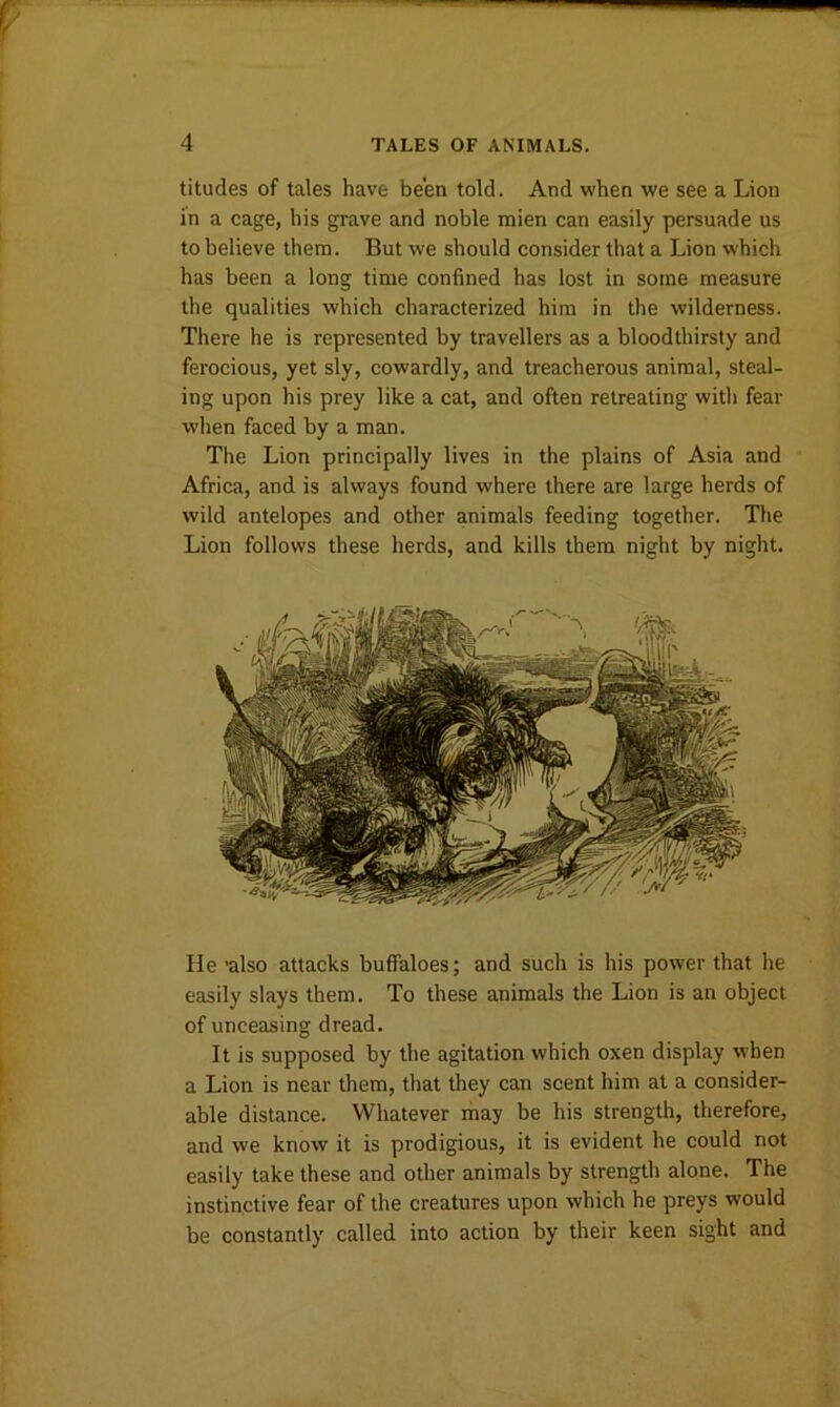 titudes of tales have been told. And when we see a Lion in a cage, his grave and noble mien can easily persuade us to believe them. But we should consider that a Lion which has been a long time confined has lost in some measure the qualities which characterized him in the wilderness. There he is represented by travellers as a bloodthirsty and ferocious, yet sly, cowardly, and treacherous animal, steal- ing upon his prey like a cat, and often retreating with fear when faced by a man. The Lion principally lives in the plains of Asia and Africa, and is always found where there are large herds of wild antelopes and other animals feeding together. The Lion follows these herds, and kills them night by night. He -also attacks buffaloes; and such is his power that he easily slays them. To these animals the Lion is an object of unceasing dread. It is supposed by the agitation which oxen display when a Lion is near them, that they can scent him at a consider- able distance. Whatever may be his strength, therefore, and we know it is prodigious, it is evident he could not easily take these and other animals by strength alone. The instinctive fear of the creatures upon which he preys would be constantly called into action by their keen sight and