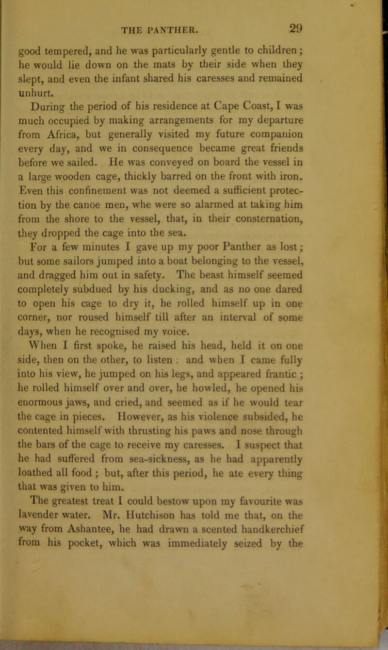 good tempered, and he was particularly gentle to children ; he would lie down on the mats by their side when they slept, and even the infant shared his caresses and remained unhurt. During the period of his residence at Cape Coast, I was much occupied by making arrangements for my departure from Africa, but generally visited my future companion every day, and we in consequence became great friends before we sailed. He was conveyed on board the vessel in a large wooden cage, thickly barred on the front with iron. Even this confinement was not deemed a sufficient protec- tion by the canoe men, whe were so alarmed at taking him from the shore to the vessel, that, in their consternation, they dropped the cage into the sea. For a few minutes I gave up my poor Panther as lost; but some sailors jumped into a boat belonging to the vessel, and dragged him out in safety. The beast himself seemed completely subdued by his ducking, and as no one dared to open his cage to dry it, he rolled himself up in one corner, nor roused himself till after an interval of some days, when he recognised my voice. When I first spoke, he raised his head, held it on one side, then on the other, to listen : and when I came fully into his view, he jumped on his legs, and appeared frantic ; he rolled himself over and over, he howled, he opened his enormous jaws, and cried, and seemed as if he would tear the cage in pieces. However, as his violence subsided, he contented himself with thrusting his paws and nose through the bars of the cage to receive my caresses. 1 suspect that he had suffered from sea-sickness, as he had apparently loathed all food ; but, after this period, he ate every thing that was given to him. The greatest treat I could bestow upon my favourite was lavender water. Mr. Hutchison has told me that, on the way from Ashantee, he had drawn a scented handkerchief from his pocket, which was immediately seized by the