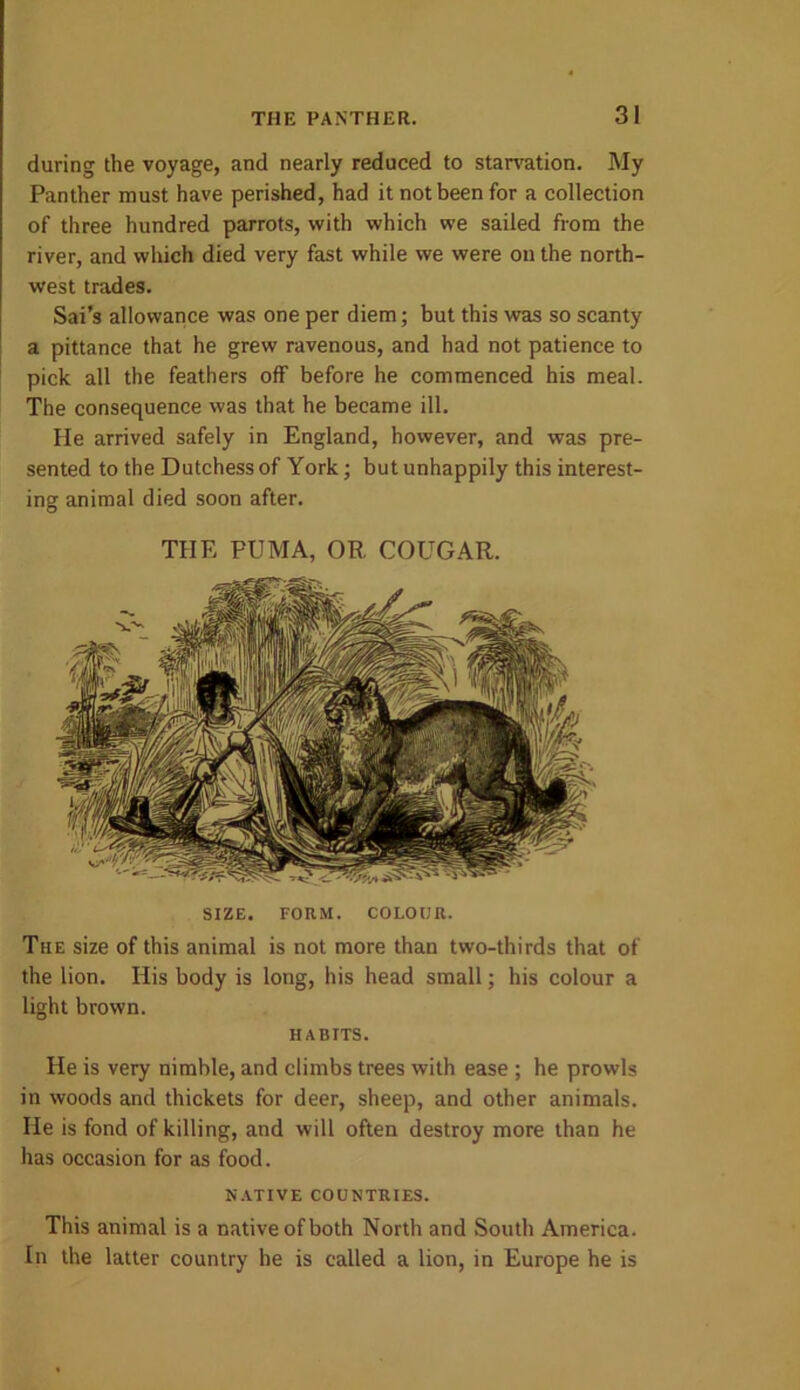 during the voyage, and nearly reduced to starvation. My Panther must have perished, had it not been for a collection of three hundred parrots, with which we sailed from the river, and which died very fast while we were on the north- west trades. Sai’s allowance was one per diem; but this was so scanty a pittance that he grew ravenous, and had not patience to pick all the feathers off before he commenced his meal. The consequence was that he became ill. He arrived safely in England, however, and was pre- sented to the Dutchess of York; but unhappily this interest- ing animal died soon after. THE PUMA, OR COUGAR. SIZE. FORM. COLOUR. The size of this animal is not more than two-thirds that of the lion. His body is long, his head small; his colour a light brown. HABITS. He is very nimble, and climbs trees with ease ; he prowls in woods and thickets for deer, sheep, and other animals. He is fond of killing, and will often destroy more than he has occasion for as food. NATIVE COUNTRIES. This animal is a native of both North and South America. In the latter country he is called a lion, in Europe he is