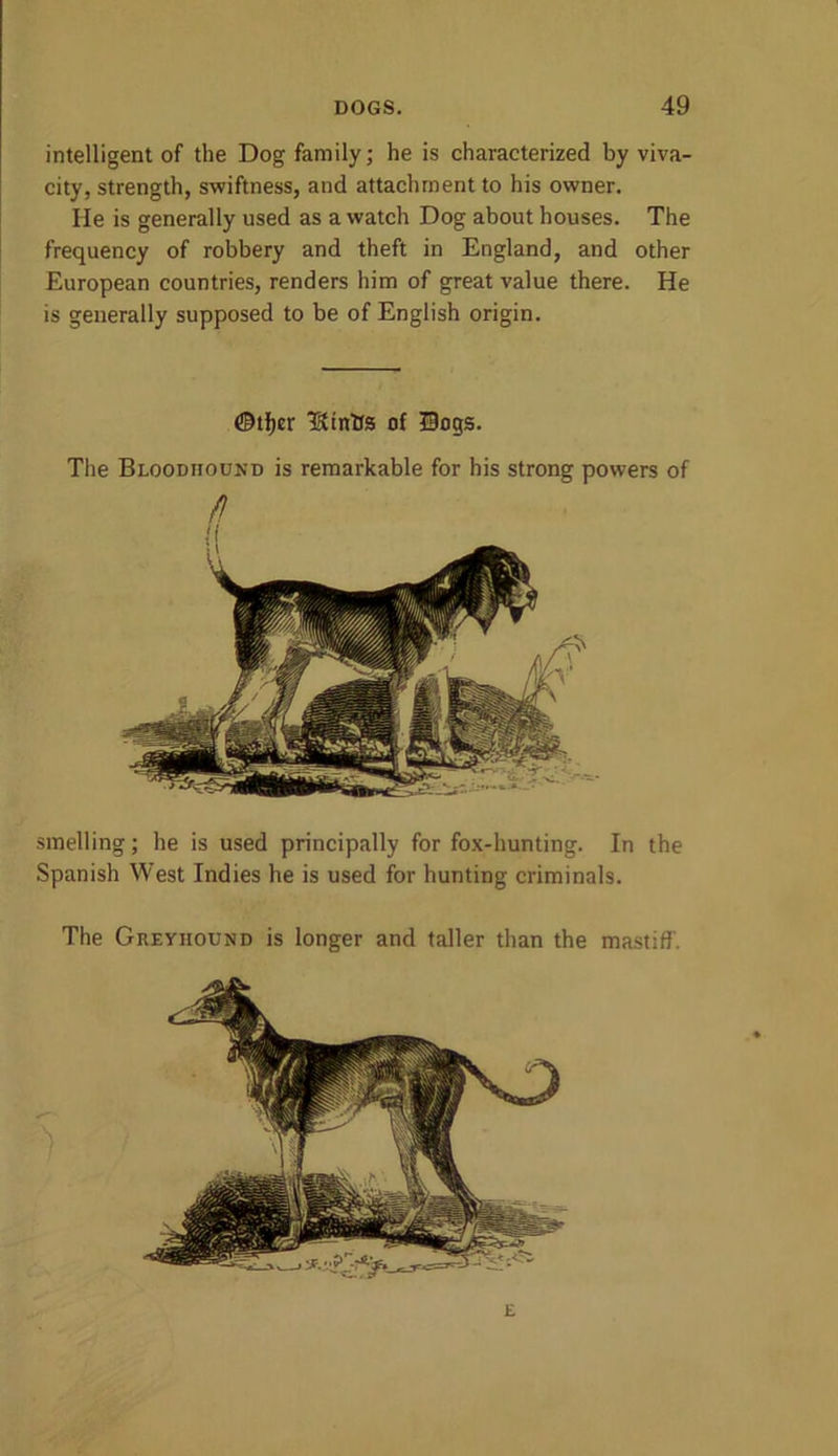 intelligent of the Dog family; he is characterized by viva- city, strength, swiftness, and attachment to his owner. He is generally used as a watch Dog about houses. The frequency of robbery and theft in England, and other European countries, renders him of great value there. He is generally supposed to be of English origin. smelling; he is used principally for fox-hunting. In the Spanish West Indies he is used for hunting criminals. The Greyhound is longer and taller than the mastiff. ©tljer ^fintrs of Bogs. The Bloodhound is remarkable for his strong powers of E