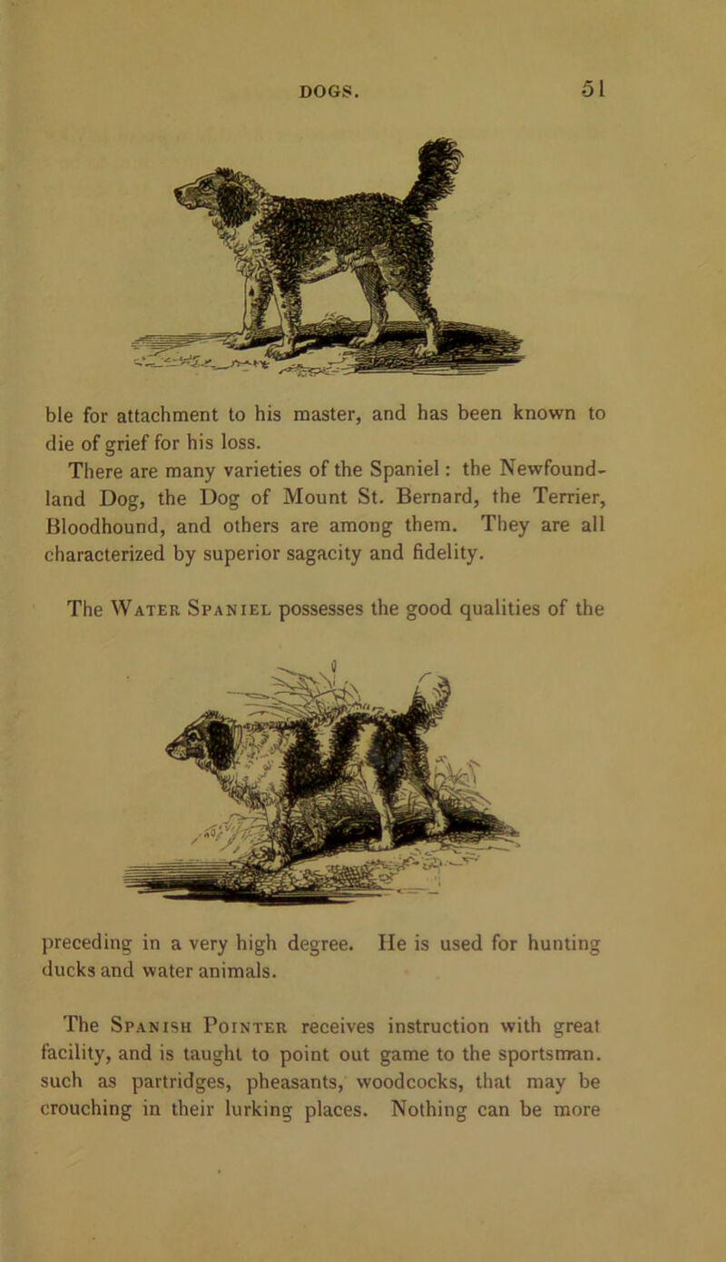ble for attachment to his master, and has been known to die of grief for his loss. There are many varieties of the Spaniel: the Newfound- land Dog, the Dog of Mount St. Bernard, the Terrier, Bloodhound, and others are among them. They are all characterized by superior sagacity and fidelity. The Water Spaniel possesses the good qualities of the preceding in a very high degree. He is used for hunting ducks and water animals. The Spanish Pointer receives instruction with great facility, and is taught to point out game to the sportsman, such as partridges, pheasants, woodcocks, that may be crouching in their lurking places. Nothing can he more