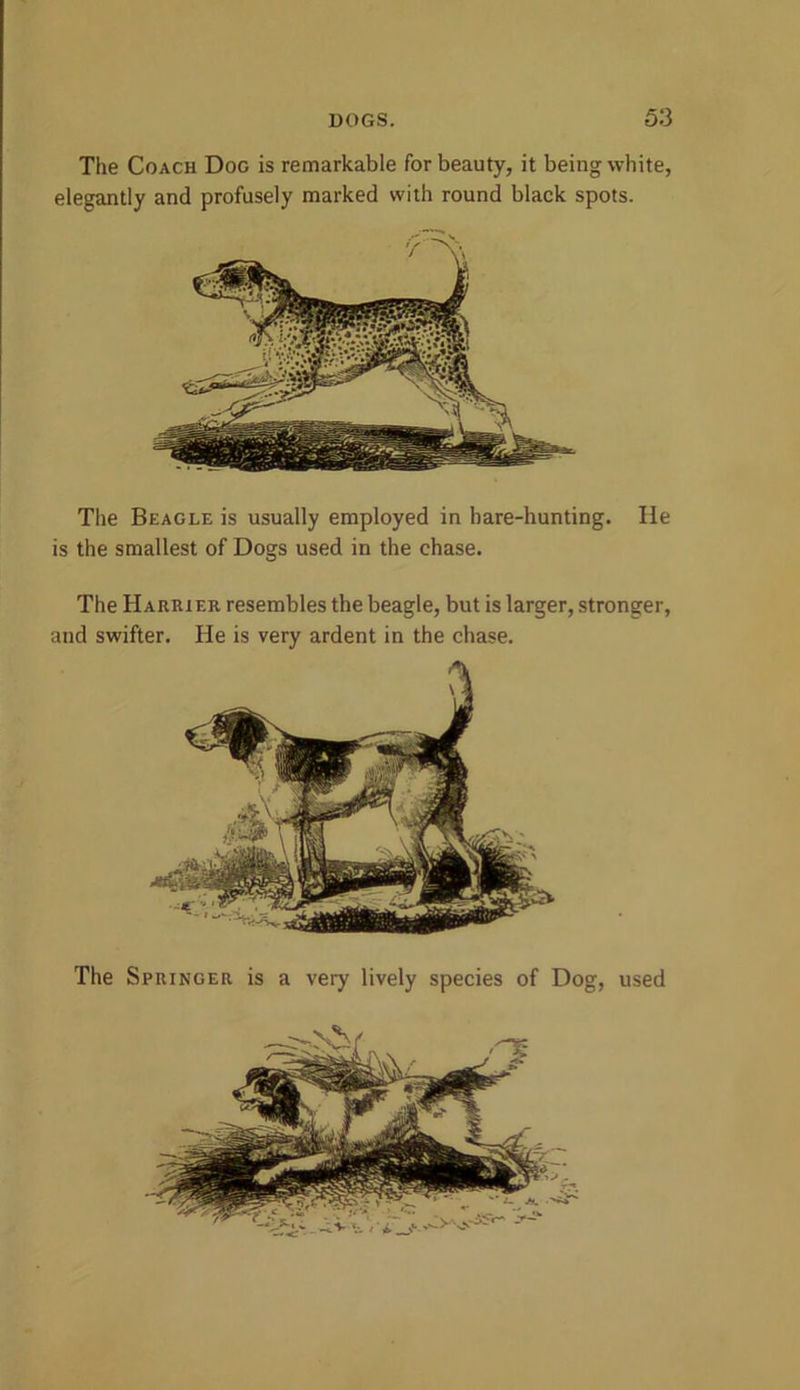 The Coach Dog is remarkable for beauty, it being white, elegantly and profusely marked with round black spots. The Springer is a very lively species of Dog, used The Beagle is usually employed in hare-hunting. He is the smallest of Dogs used in the chase. The Harrier resembles the beagle, but is larger, stronger, and swifter. He is very ardent in the chase.