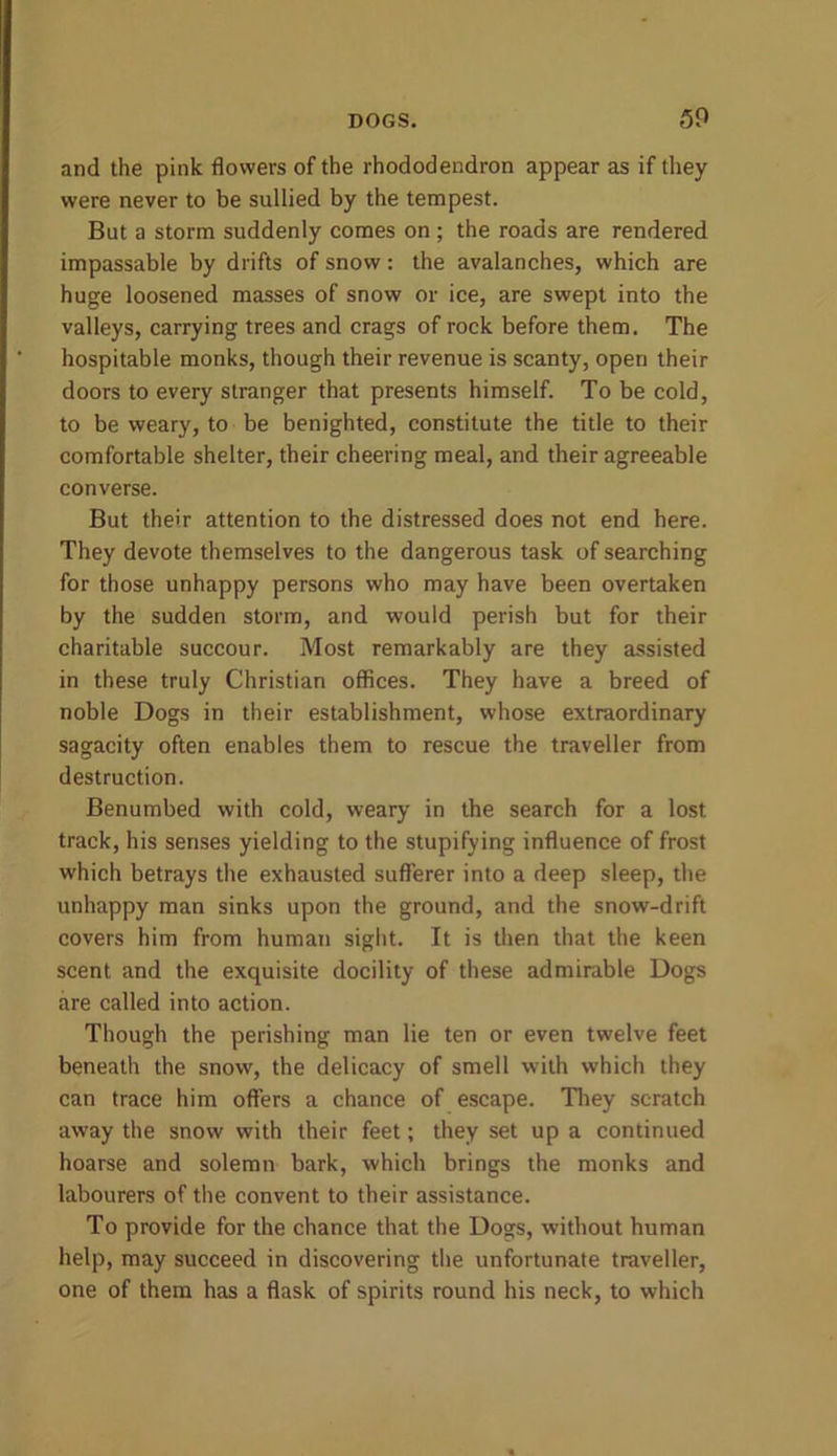 and the pink flowers of the rhododendron appear as if they were never to be sullied by the tempest. But a storm suddenly comes on ; the roads are rendered impassable by drifts of snow: the avalanches, which are huge loosened masses of snow or ice, are swept into the valleys, carrying trees and crags of rock before them. The hospitable monks, though their revenue is scanty, open their doors to every stranger that presents himself. To be cold, to be weary, to be benighted, constitute the title to their comfortable shelter, their cheering meal, and their agreeable converse. But their attention to the distressed does not end here. They devote themselves to the dangerous task of searching for those unhappy persons who may have been overtaken by the sudden storm, and would perish but for their charitable succour. Most remarkably are they assisted in these truly Christian offices. They have a breed of noble Dogs in their establishment, whose extraordinary sagacity often enables them to rescue the traveller from destruction. Benumbed with cold, weary in the search for a lost track, his senses yielding to the stupifying influence of frost which betrays the exhausted sufferer into a deep sleep, the unhappy man sinks upon the ground, and the snow-drift covers him from human sight. It is then that the keen scent and the exquisite docility of these admirable Dogs are called into action. Though the perishing man lie ten or even twelve feet beneath the snow, the delicacy of smell with which they can trace him offers a chance of escape. They scratch away the snow with their feet; they set up a continued hoarse and solemn bark, which brings the monks and labourers of the convent to their assistance. To provide for the chance that the Dogs, without human help, may succeed in discovering the unfortunate traveller, one of them has a flask of spirits round his neck, to which