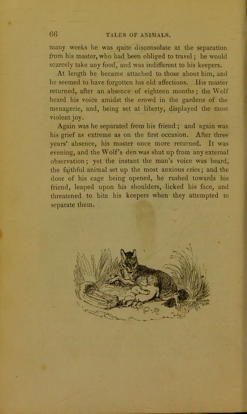 many weeks lie was quite disconsolate at the separation from his master, who had been obliged to travel; he would scarcely take any food, and was indifferent to his keepers. At length he became attached to those about him, and he seemed to have forgotten his old affections. His master returned, after an absence of eighteen months; the Wolf heard his voice amidst the crowd in the gardens of the menagerie, and, being set at liberty, displayed the most violent joy. Again was he separated from his friend; and again was his grief as extreme as on the first occasion. After three years’ absence, his master once more returned. It was evening, and the Wolf’s den was shut up from any external observation; yet the instant the man’s voice was heard, the faithful animal set up the most anxious cries; and the door of his cage being opened, he rushed towards his friend, leaped upon his shoulders, licked his face, and threatened to bite his keepers when they attempted to separate them. —