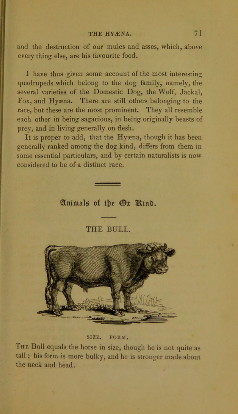 and the destruction of our mules and asses, which, above every thing else, are his favourite food. I have thus given some account of the most interesting quadrupeds which belong to the dog family, namely, the several varieties of the Domestic Dog, the Wolf, Jackal, Fox, and Hysena. There are still others belonging to the race, but these are the most prominent. They all resemble each other in being sagacious, in being originally beasts of prey, and in living generally on flesh. It is proper to add, that the Hysena, though it has been generally ranked among the dog kind, differs from them in some essential particulars, and by certain naturalists is now- considered to be of a distinct race. Animals of tf)e ©x fUnt). THE BULL. SIZE. FORM. Thf. Bull equals the horse in size, though he is not quite as tall; his form is more bulky, and he is stronger made about the neck and head.
