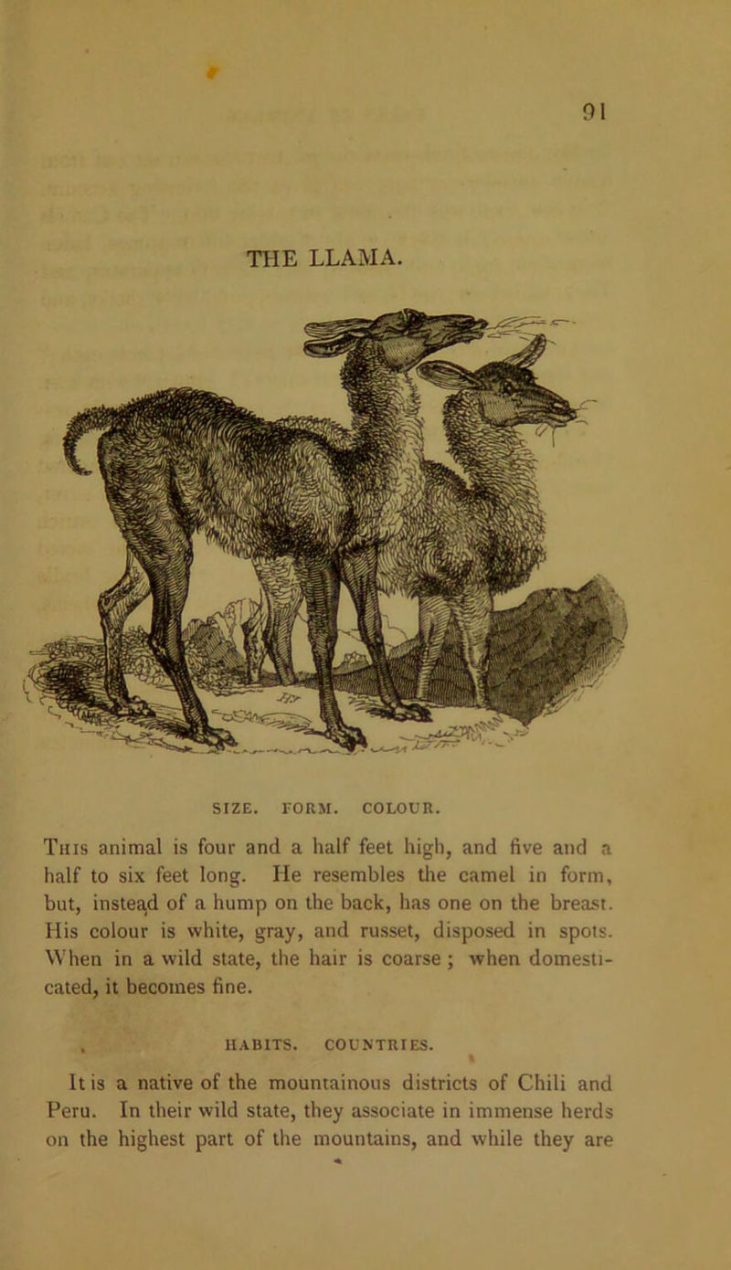 r 91 THE LLAMA. SIZE. FORM. COLOUR. This animal is four and a half feet high, and five and a half to six feet long. He resembles the camel in form, but, instead of a hump on the back, has one on the breast. His colour is white, gray, and russet, disposed in spots. When in a wild state, the hair is coarse; when domesti- cated, it becomes fine. , HABITS. COUNTRIES. I It is a native of the mountainous districts of Chili and Peru. In their wild state, they associate in immense herds on the highest part of the mountains, and while they are