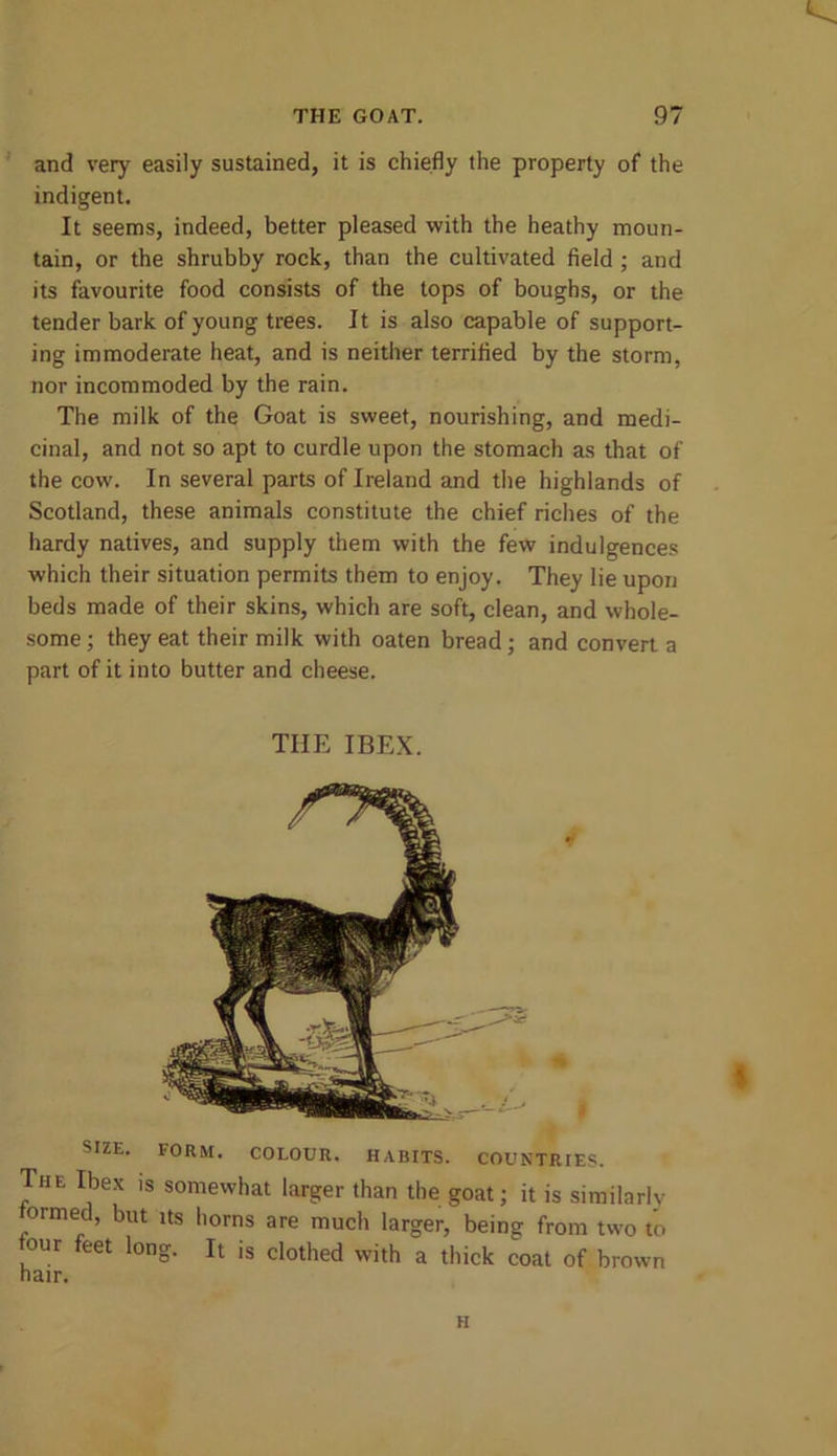 and very easily sustained, it is chiefly the property of the indigent. It seems, indeed, better pleased with the heathy moun- tain, or the shrubby rock, than the cultivated field ; and its favourite food consists of the tops of boughs, or the tender bark of young trees. It is also capable of support- ing immoderate heat, and is neither terrified by the storm, nor incommoded by the rain. The milk of the Goat is sweet, nourishing, and medi- cinal, and not so apt to curdle upon the stomach as that of the cow. In several parts of Ireland and the highlands of Scotland, these animals constitute the chief riches of the hardy natives, and supply them with the few indulgences which their situation permits them to enjoy. They lie upon beds made of their skins, which are soft, clean, and whole- some ; they eat their milk with oaten bread; and convert a part of it into butter and cheese. TIIE IBEX. SIZE. FORM. COLOUR. HABITS. COUNTRIES. The Ibex is somewhat larger than the goat; it is similarly ormed, but its horns are much larger, being from two to tour feet long. It is clothed with a thick coat of brown hair. H