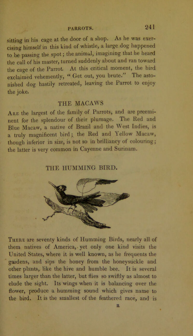 sitting in his cage at the door of a shop. As he was exer- cising himself in this kind of whistle, a large dog happened to be passing the spot; the animal, imagining that he heard the call of his master, turned suddenly about and ran toward the cage of the Parrot At this critical moment, the bird exclaimed vehemently, “ Get out, you brute.” The asto- nished dog hastily retreated, leaving the Parrot to enjoy the joke. THE MACAWS Are the largest of the family of Parrots, and are preemi- nent for the splendour of their plumage. The Red and Blue Macaw, a native of Brazil and the West Indies, is a truly magnificent bird; the Red and Yellow Macaw, though inferior in size, is not so in brilliancy of colouring; the latter is very common in Cayenne and Surinam. THE HUMMING BIRD. There are seventy kinds of Humming Birds, nearly all of them natives of America, yet only one kind visits the United States, where it is well known, as he frequents the gardens, and sips the honey from the honeysuckle and other plants, like the hive and humble bee. It is several times larger than the latter, but flies so swiftly as almost to elude the sight. Its wings when it is balancing over the flower, produce a humming sound which gives name to the bird. It is the smallest of the feathered race, and is