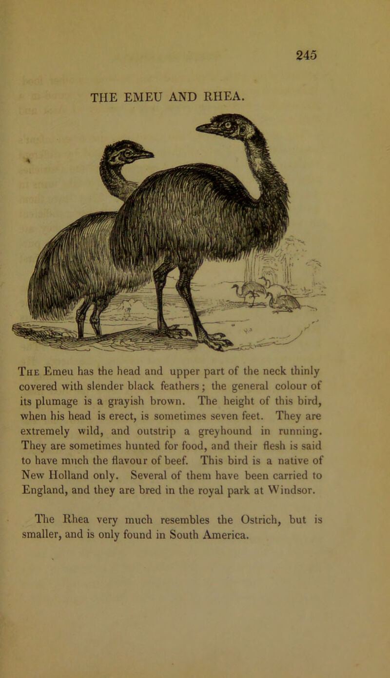 The Emeu has the head and upper part of the neck thinly covered with slender black feathers; the general colour of its plumage is a grayish brown. The height of this bird, when his head is erect, is sometimes seven feet. They are extremely wild, and outstrip a greyhound in running. They are sometimes hunted for food, and their flesh is said to have much the flavour of beef. This bird is a native of New Holland only. Several of them have been carried to England, and they are bred in the royal park at Windsor. The Rhea very much resembles the Ostrich, but is smaller, and is only found in South America. THE EMEU AND RHEA.