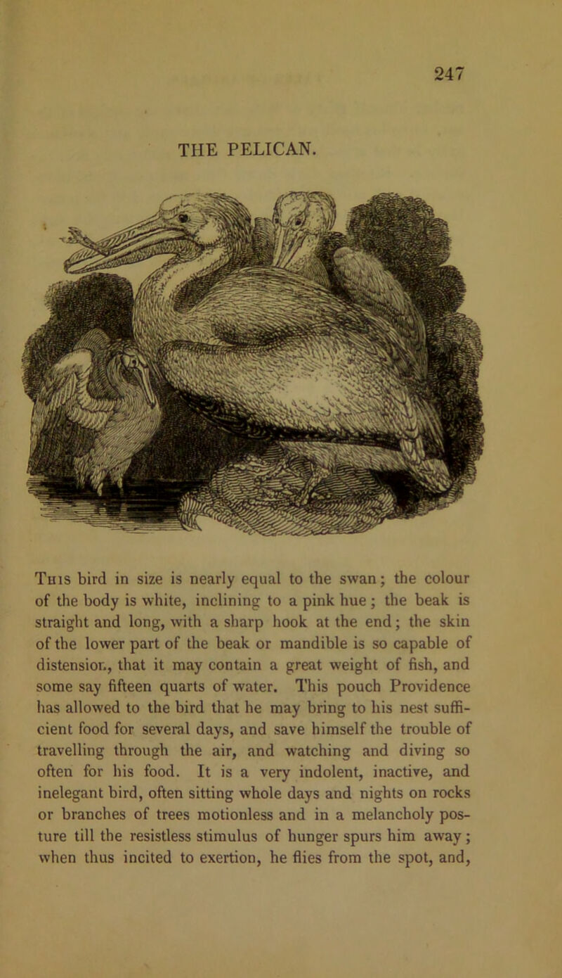 THE PELICAN. This bird in size is nearly equal to the swan; the colour of the body is white, inclining to a pink hue ; the beak is straight and long, with a sharp hook at the end; the skin of the lower part of the beak or mandible is so capable of distension, that it may contain a great weight of fish, and some say fifteen quarts of water. This pouch Providence has allowed to the bird that he may bring to his nest suffi- cient food for several days, and save himself the trouble of travelling through the air, and watching and diving so often for his food. It is a very indolent, inactive, and inelegant bird, often sitting whole days and nights on rocks or branches of trees motionless and in a melancholy pos- ture till the resistless stimulus of hunger spurs him away; when thus incited to exertion, he flies from the spot, and,