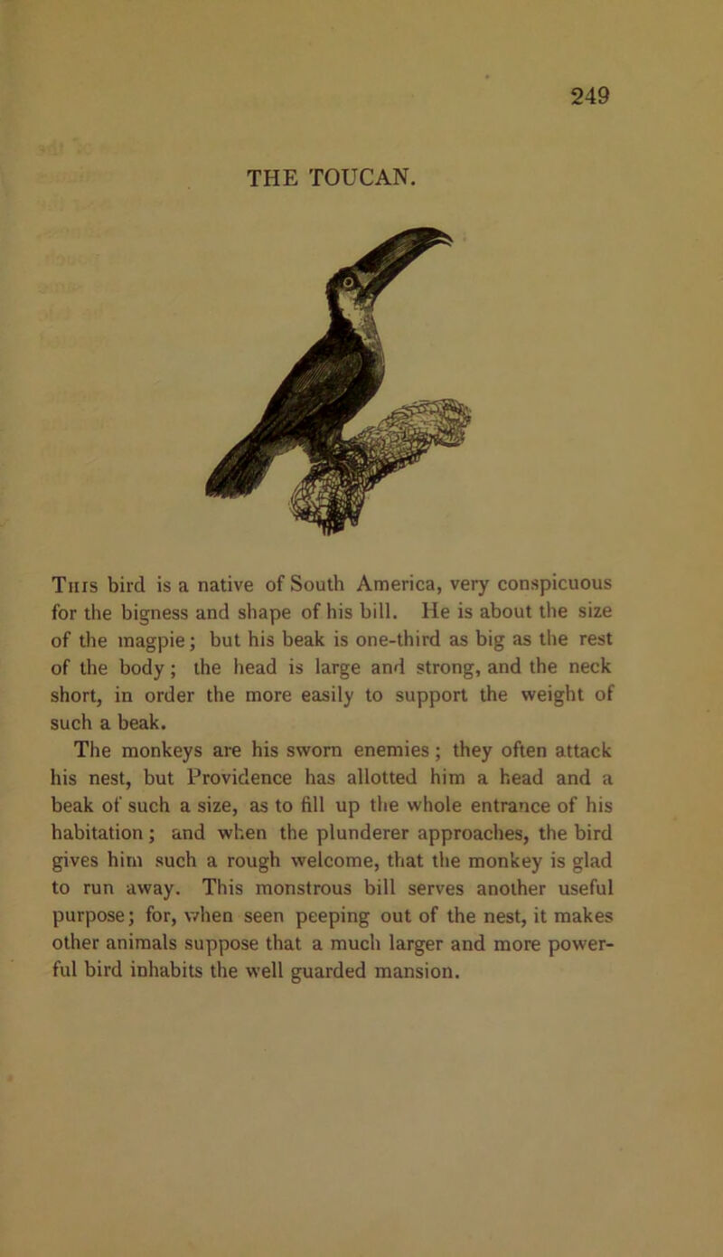 THE TOUCAN. This bird is a native of South America, very conspicuous for the bigness and shape of his hill. He is about the size of the magpie; but his beak is one-third as big as the rest of the body; the head is large and strong, and the neck short, in order the more easily to support the weight of such a beak. The monkeys are his sworn enemies; they often attack his nest, but Providence has allotted him a head and a beak of such a size, as to fill up the whole entrance of his habitation ; and when the plunderer approaches, the bird gives him such a rough welcome, that the monkey is glad to run away. This monstrous bill serves another useful purpose; for, when seen peeping out of the nest, it makes other animals suppose that a much larger and more power- ful bird inhabits the well guarded mansion.