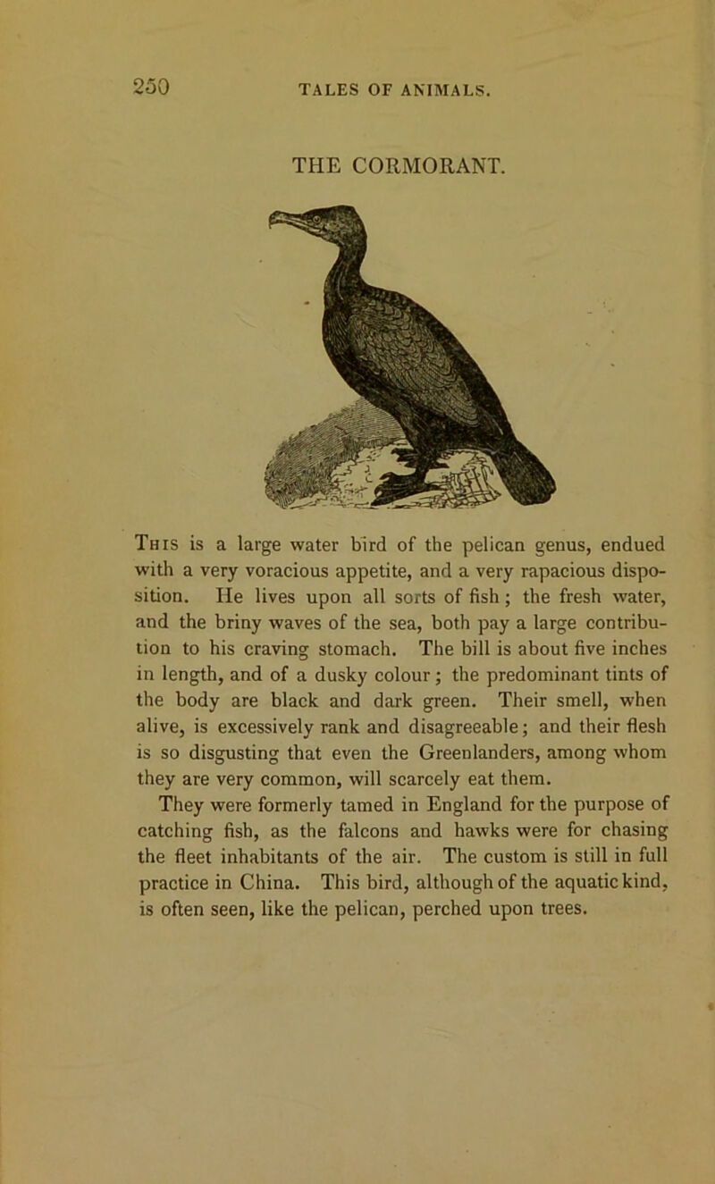 THE CORMORANT. This is a large water bird of the pelican genus, endued with a very voracious appetite, and a very rapacious dispo- sition. He lives upon all sorts of fish; the fresh water, and the briny waves of the sea, both pay a large contribu- tion to his craving stomach. The bill is about five inches in length, and of a dusky colour; the predominant tints of the body are black and dark green. Their smell, when alive, is excessively rank and disagreeable; and their flesh is so disgusting that even the Greenlanders, among whom they are very common, will scarcely eat them. They were formerly tamed in England for the purpose of catching fish, as the falcons and hawks were for chasing the fleet inhabitants of the air. The custom is still in full practice in China. This bird, although of the aquatic kind, is often seen, like the pelican, perched upon trees.