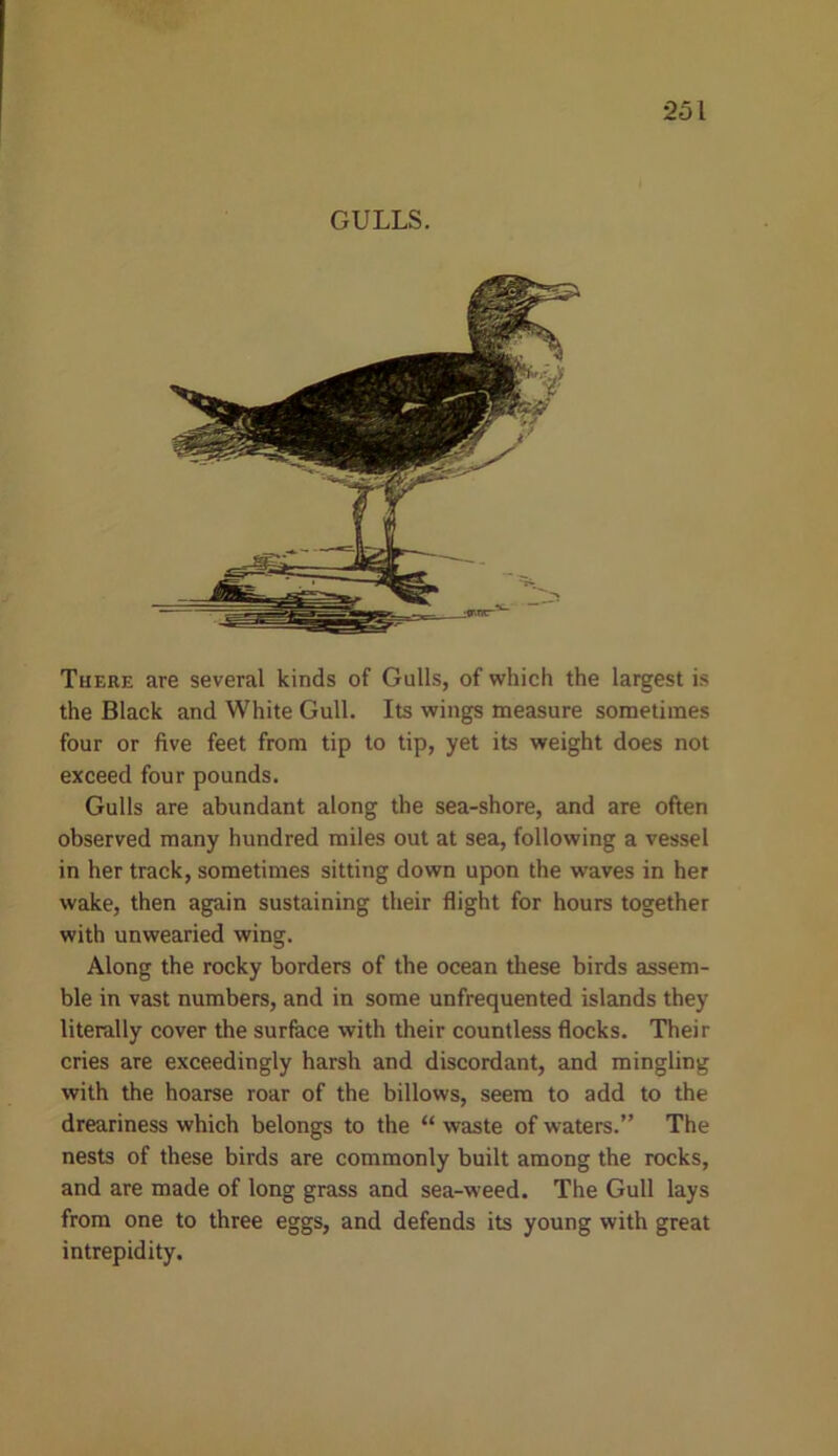 GULLS. There are several kinds of Gulls, of which the largest is the Black and White Gull. Its wings measure sometimes four or five feet from tip to tip, yet its weight does not exceed four pounds. Gulls are abundant along the sea-shore, and are often observed many hundred miles out at sea, following a vessel in her track, sometimes sitting down upon the waves in her wake, then again sustaining their flight for hours together with unwearied wing. Along the rocky borders of the ocean these birds assem- ble in vast numbers, and in some unfrequented islands they literally cover the surface with their countless flocks. Their cries are exceedingly harsh and discordant, and mingling with the hoarse roar of the billows, seem to add to the dreariness which belongs to the “ waste of waters.” The nests of these birds are commonly built among the rocks, and are made of long grass and sea-weed. The Gull lays from one to three eggs, and defends its young with great intrepidity.