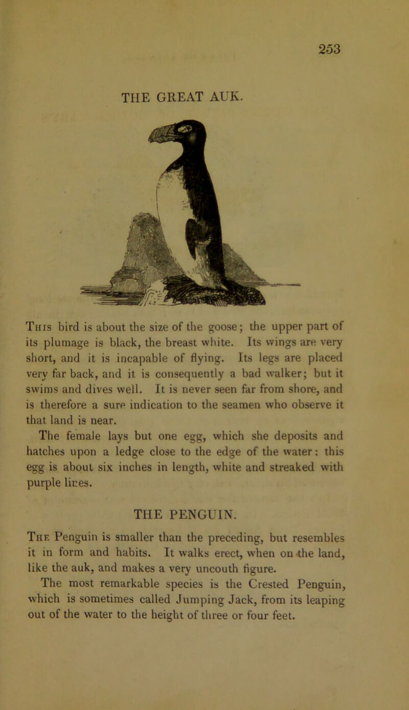 TIIE GREAT AUK. This bird is about the size of the goose; the upper part of its plumage is black, the breast white. Its wings are very short, and it is incapable of flying. Its legs are placed very far back, and it is consequently a bad walker; but it swims and dives well. It is never seen far from shore, and is therefore a sure indication to the seamen who observe it that land is near. The female lays but one egg, which she deposits and hatches upon a ledge close to the edge of the water: this egg is about six inches in length, white and streaked with purple lines. THE PENGUIN. The Penguin is smaller than the preceding, but resembles it in form and habits. It walks erect, when on -the land, like the auk, and makes a very uncouth figure. The most remarkable species is the Crested Penguin, which is sometimes called Jumping Jack, from its leaping out of the water to the height of three or four feet.