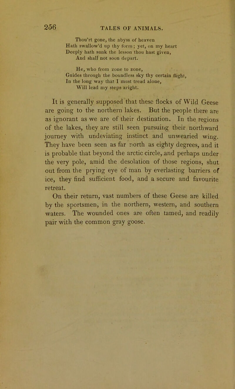 Thou’rt gone, the abyss of heaven Hath swallow’d np thy form; yet, on iny heart Deeply hath sunk the lesson thou hast given, And shall not soon depart. He, who from zone to zone, Guides through the boundless sky thy certain flight, In the long way that I must tread alone, Will lead my steps aright. It is generally supposed that these flocks of Wild Geese are going to the northern lakes. But the people there are as ignorant as we are of their destination. In the regions of the lakes, they are still seen pursuing their northward journey with undeviating instinct and unwearied wing. They have been seen as far north as eighty degrees, and it is probable that beyond the arctic circle, and perhaps under the very pole, amid the desolation of those regions, shut out from the prying eye of man by everlasting barriers of ice, they find sufficient food, and a secure and favourite retreat. On their return, vast numbers of these Geese are killed by the sportsmen, in the northern, western, and southern waters. The wounded ones are often tamed, and readily pair with the common gray goose.