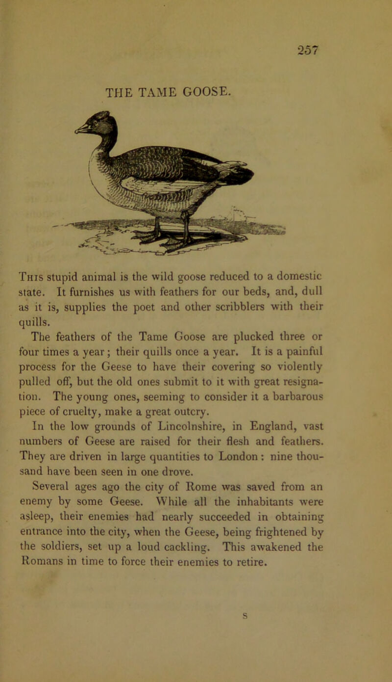 THE TAME GOOSE. This stupid animal is the wild goose reduced to a domestic state. It furnishes us with feathers for our beds, and, dull as it is, supplies the poet and other scribblers with their quills. The feathers of the Tame Goose are plucked three or four times a year; their quills once a year. It is a painful process for the Geese to have their covering so violently pulled off, but the old ones submit to it with great resigna- tion. The young ones, seeming to consider it a barbarous piece of cruelty, make a great outcry. In the low grounds of Lincolnshire, in England, vast numbers of Geese are raised for their flesh and feathers. They are driven in large quantities to London: nine thou- sand have been seen in one drove. Several ages ago the city of Rome was saved from an enemy by some Geese. While all the inhabitants were asleep, their enemies had nearly succeeded in obtaining entrance into the city, when the Geese, being frightened by the soldiers, set up a loud cackling. This awakened the Romans in time to force their enemies to retire. s