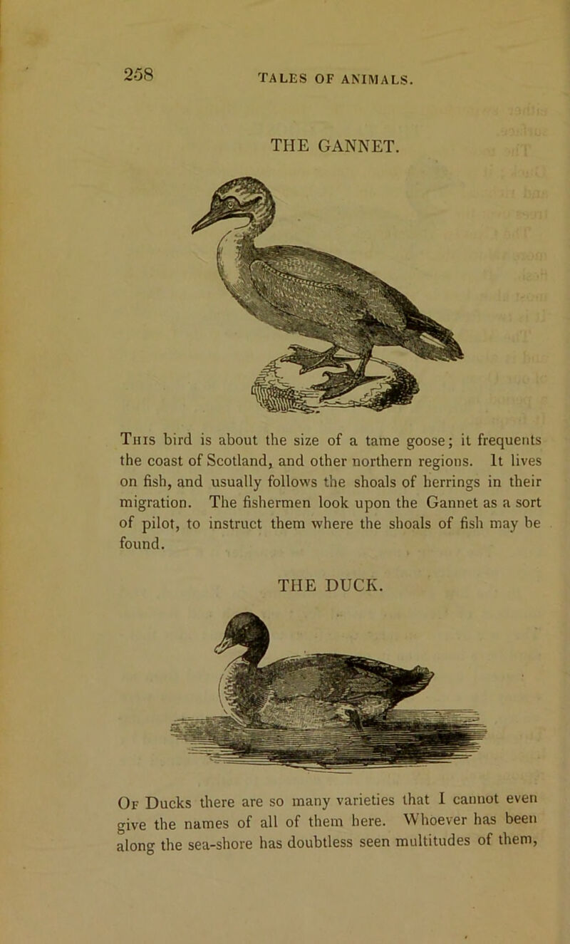 THE GANNET. This bird is about the size of a tame goose; it frequents the coast of Scotland, and other northern regions. It lives on fish, and usually follows the shoals of herrings in their migration. The fishermen look upon the Gannet as a sort of pilot, to instruct them where the shoals of fish may be found. THE DUCK. Of Ducks there are so many varieties that I cannot even give the names of all of them here. Whoever has been along the sea-shore has doubtless seen multitudes of them,