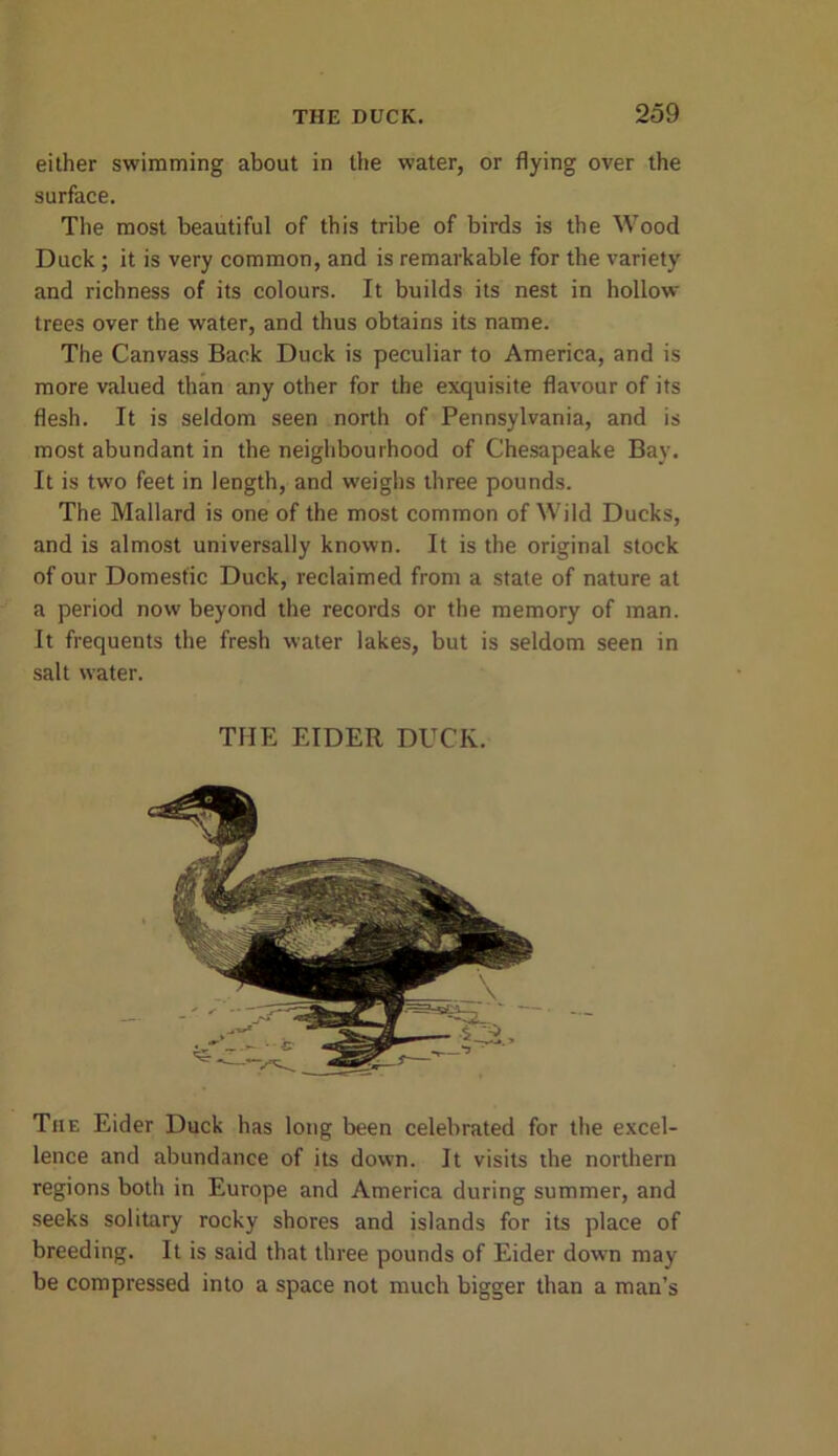 either swimming about in the water, or flying over the surface. The most beautiful of this tribe of birds is the Wood Duck ; it is very common, and is remarkable for the variety and richness of its colours. It builds its nest in hollow trees over the water, and thus obtains its name. The Canvass Back Duck is peculiar to America, and is more valued than any other for the exquisite flavour of its flesh. It is seldom seen north of Pennsylvania, and is most abundant in the neighbourhood of Chesapeake Bay. It is two feet in length, and weighs three pounds. The Mallard is one of the most common of Wild Ducks, and is almost universally known. It is the original stock of our Domestic Duck, reclaimed from a state of nature at a period now beyond the records or the memory of man. It frequents the fresh water lakes, but is seldom seen in salt water. THE EIDER DUCK. The Eider Duck has long been celebrated for the excel- lence and abundance of its down. It visits the northern regions both in Europe and America during summer, and seeks solitary rocky shores and islands for its place of breeding. It is said that three pounds of Eider down may be compressed into a space not much bigger than a man’s