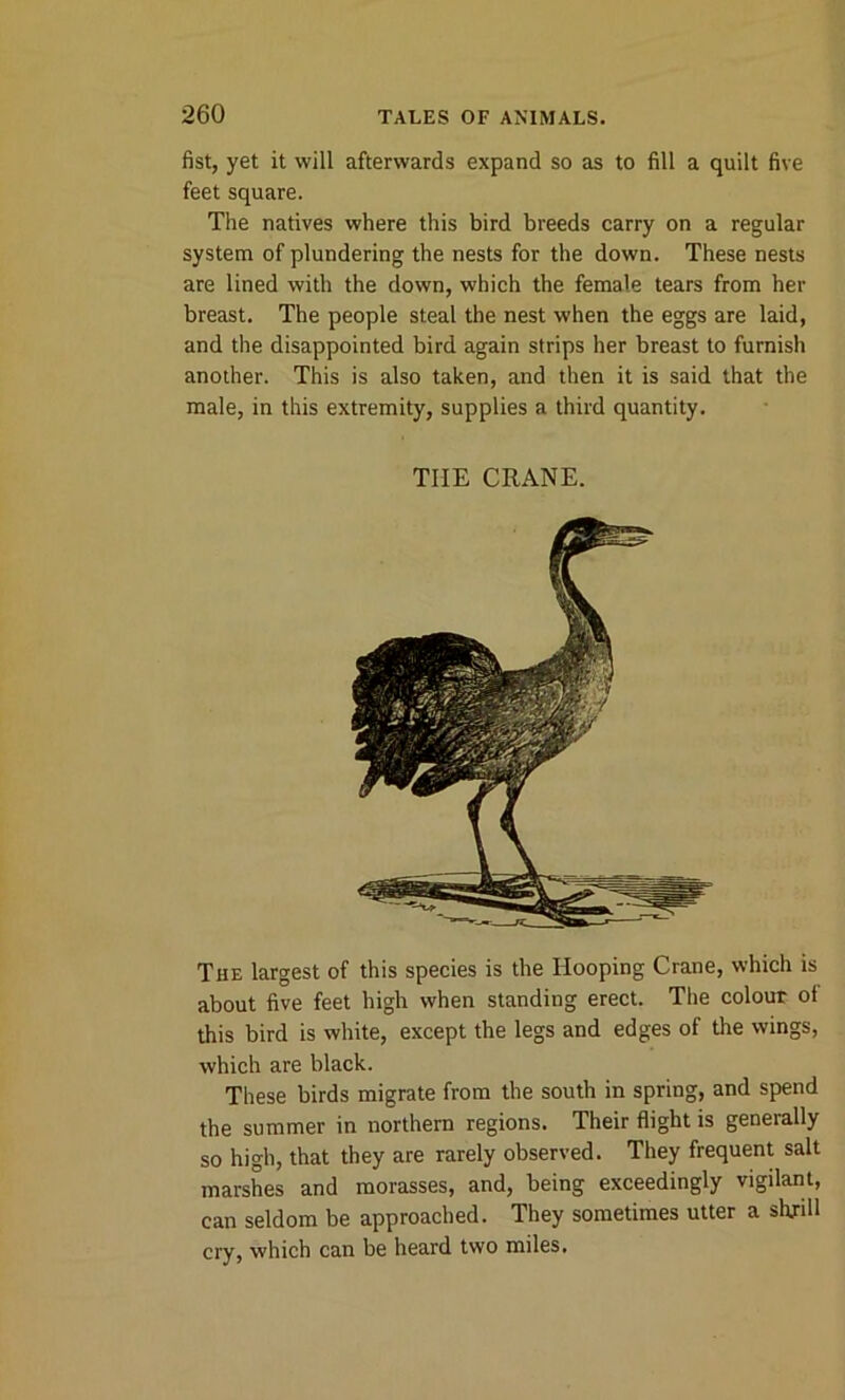 fist, yet it will afterwards expand so as to fill a quilt five feet square. The natives where this bird breeds carry on a regular system of plundering the nests for the down. These nests are lined with the down, which the female tears from her breast. The people steal the nest when the eggs are laid, and the disappointed bird again strips her breast to furnish another. This is also taken, and then it is said that the male, in this extremity, supplies a third quantity. TIIE CRANE. The largest of this species is the Hooping Crane, which is about five feet high when standing erect. The colour of this bird is white, except the legs and edges of the wings, which are black. These birds migrate from the south in spring, and spend the summer in northern regions. Their flight is generally so high, that they are rarely observed. They frequent salt marshes and morasses, and, being exceedingly vigilant, can seldom be approached. They sometimes utter a shrill cry, which can be heard two miles.