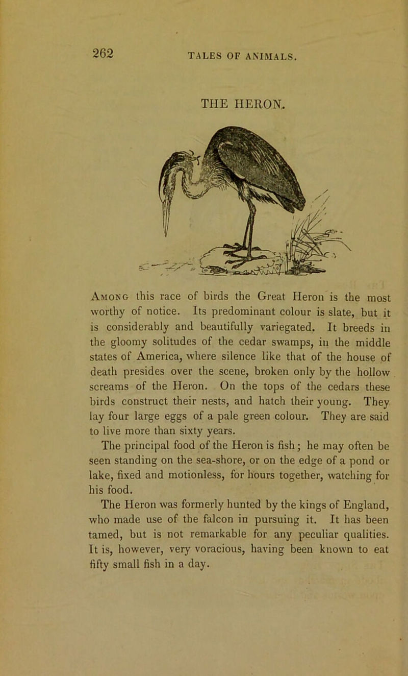 TIIE HERON. Among this race of birds the Great Heron is the most worthy of notice. Its predominant colour is slate, but it is considerably and beautifully variegated. It breeds in the gloomy solitudes of the cedar swamps, in the middle states of America, where silence like that of the house of death presides over the scene, broken only by the hollow screams of the Heron. On the tops of the cedars these birds construct their nests, and hatch their young. They lay four large eggs of a pale green colour. They are said to live more than sixty years. The principal food of the Heron is fish; he may often be seen standing on the sea-shore, or on the edge of a pond or lake, fixed and motionless, for hours together, watching for his food. The Heron was formerly hunted by the kings of England, who made use of the falcon in pursuing it. It has been tamed, but is not remarkable for any peculiar qualities. It is, however, very voracious, having been known to eat fifty small fish in a day.