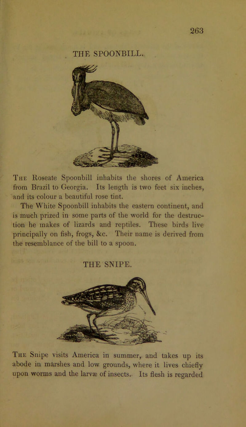 THE SPOONBILL. The Roseate Spoonbill inhabits the shores of America from Brazil to Georgia. Its length is two feet six inches, and its colour a beautiful rose tint. The White Spoonbill inhabits the eastern continent, and is much prized in some parts of the world for the destruc- tion he makes of lizards and reptiles. These birds live principally on fish, frogs, &c. Their name is derived from the resemblance of the bill to a spoon. THE SNIPE. The Snipe visits America in summer, and takes up its abode in marshes and low grounds, where it lives chiefly upon worms and the larvae of insects. Its flesh is regarded