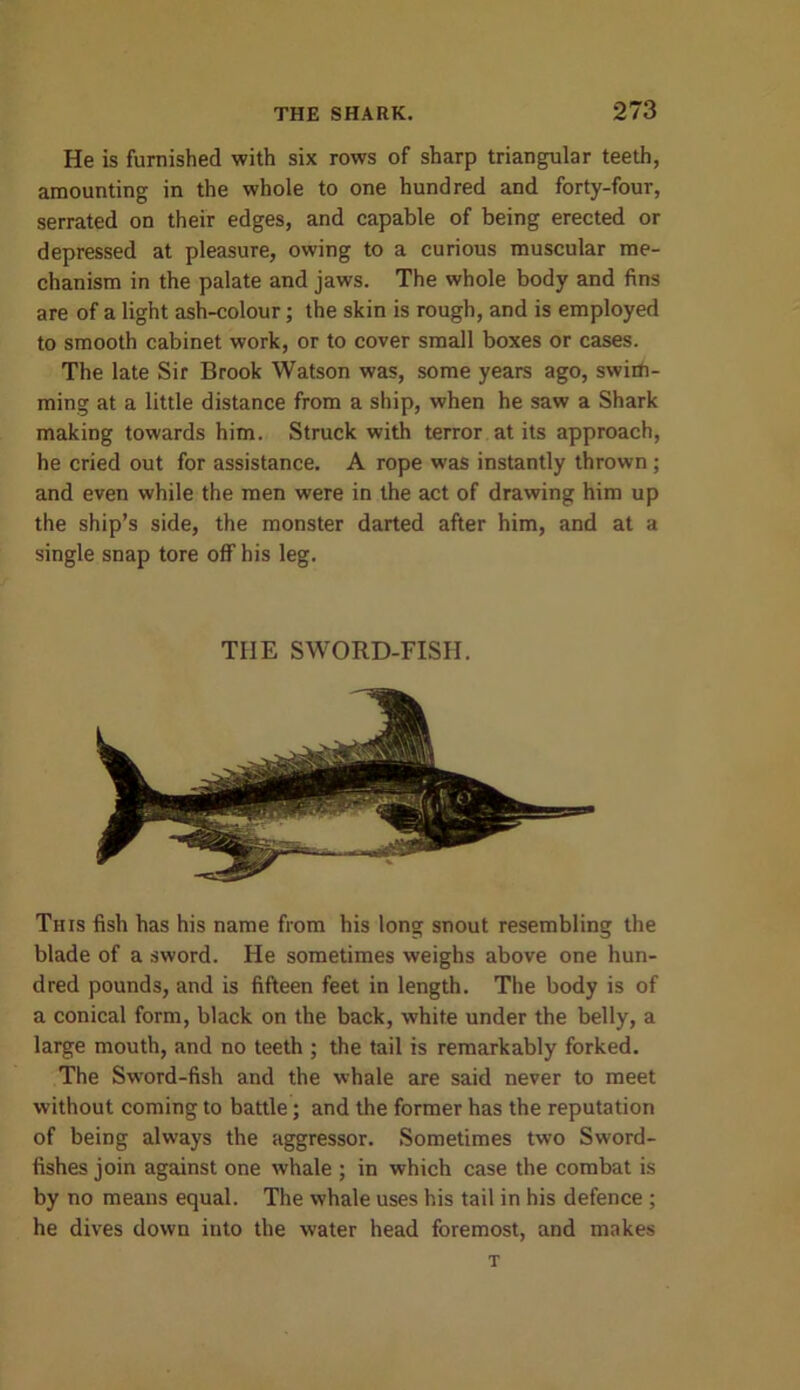 He is furnished with six rows of sharp triangular teeth, amounting in the whole to one hundred and forty-four, serrated on their edges, and capable of being erected or depressed at pleasure, owing to a curious muscular me- chanism in the palate and jaws. The whole body and fins are of a light ash-colour; the skin is rough, and is employed to smooth cabinet work, or to cover small boxes or cases. The late Sir Brook Watson was, some years ago, swim- ming at a little distance from a ship, when he saw a Shark making towards him. Struck with terror at its approach, he cried out for assistance. A rope was instantly thrown; and even while the men were in the act of drawing him up the ship’s side, the monster darted after him, and at a single snap tore off his leg. THE SWORD-FISH. This fish has his name from his long snout resembling the blade of a sword. He sometimes weighs above one hun- dred pounds, and is fifteen feet in length. The body is of a conical form, black on the back, white under the belly, a large mouth, and no teeth ; the tail is remarkably forked. The Sword-fish and the whale are said never to meet without coming to battle; and the former has the reputation of being always the aggressor. Sometimes two Sword- fishes join against one whale ; in which case the combat is by no means equal. The whale uses his tail in his defence ; he dives down into the water head foremost, and makes T