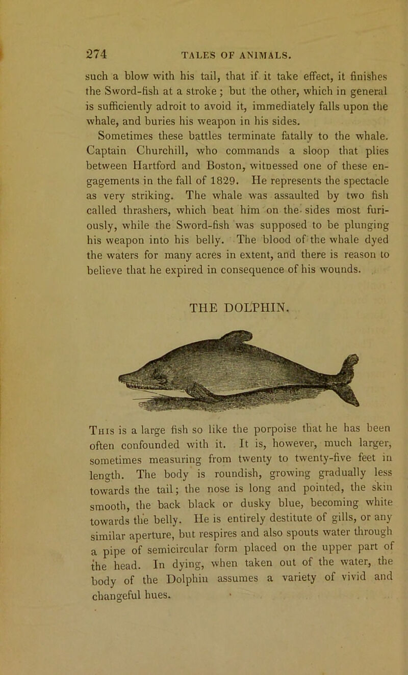 such a blow with his tail, that if it take effect, it finishes the Sword-fish at a stroke ; but the other, which in general is sufficiently adroit to avoid it, immediately falls upon the whale, and buries his weapon in his sides. Sometimes these battles terminate fatally to the whale. Captain Churchill, who commands a sloop that plies between Hartford and Boston, witnessed one of these en- gagements in the fall of 1829. He represents the spectacle as very striking. The whale was assaulted by two fish called thrashers, which beat him on the-sides most furi- ously, while the Sword-fish was supposed to be plunging his weapon into his belly. The blood of the whale dyed the waters for many acres in extent, and there is reason to believe that he expired in consequence of his wounds. THE DOLPHIN. This is a large fish so like the porpoise that he has been often confounded with it. It is, however, much larger, sometimes measuring from twenty to twenty-five feet in length. The body is roundish, growing gradually less towards the tail; the nose is long and pointed, the skin smooth, the back black or dusky blue, becoming white towards the belly. He is entirely destitute of gills, or any similar aperture, but respires and also spouts water through a pipe of semicircular form placed on the upper part of the head. In dying, when taken out of the water, the body of the Dolphin assumes a variety of vivid and changeful hues.