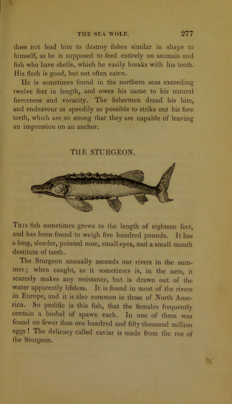 does not lead him to destroy fishes similar in shape to himself, as he is supposed to feed entirely on animals and fish who have shells, which he easily breaks with his teeth. His flesh is good, but not often eaten. He is sometimes found in the northern seas exceeding twelve feet in length, and owes his name to his natural fierceness and voracity. The fishermen dread his bite, and endeavour as speedily as possible to strike out his fore teeth, which are so strong that they are capable of leaving an impression on an anchor. THE STURGEON. This fish sometimes grows to the length of eighteen feet, and has been found to weigh five hundred pounds. It has a long, slender, pointed nose, small eyes, and a small mouth destitute of teeth. The Sturgeon annually ascends our rivers in the sum- mer; when caught, as it sometimes is, in the nets, it scarcely makes any resistance, but is drawn out of the water apparently lifeless. It is found in most of the rivers in Europe, and it is also common in those of North Ame- rica. So prolific is this fish, that the females frequently contain a bushel of spawn each. In one of them was found no fewer than one hundred and fifty thousand million eggs ! The delicacy called caviar is made from the roe of the Sturgeon.