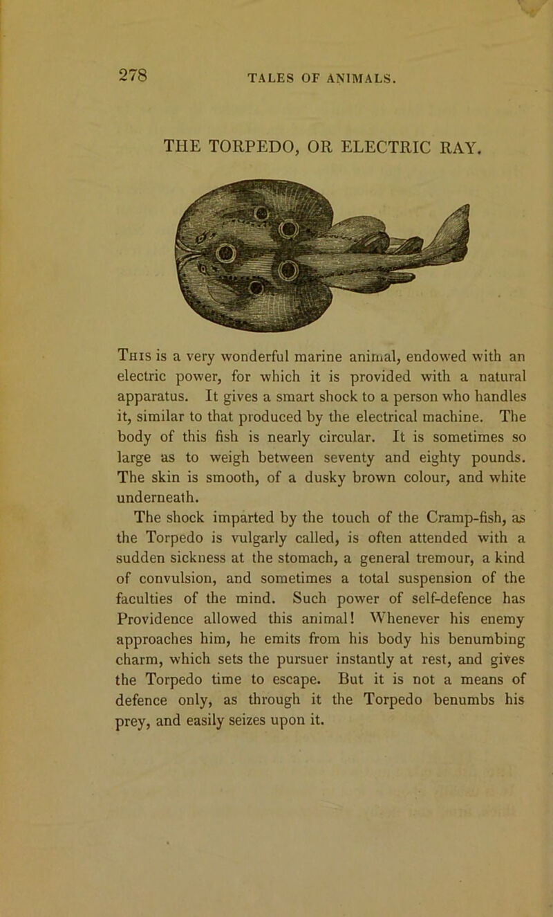 THE TORPEDO, OR ELECTRIC RAY. This is a very wonderful marine animal, endowed with an electric power, for which it is provided with a natural apparatus. It gives a smart shock to a person who handles it, similar to that produced by the electrical machine. The body of this fish is nearly circular. It is sometimes so large as to weigh between seventy and eighty pounds. The skin is smooth, of a dusky brown colour, and white underneath. The shock imparted by the touch of the Cramp-fish, as the Torpedo is vulgarly called, is often attended with a sudden sickness at the stomach, a general tremour, a kind of convulsion, and sometimes a total suspension of the faculties of the mind. Such power of self-defence has Providence allowed this animal! Whenever his enemy approaches him, he emits from his body his benumbing charm, which sets the pursuer instantly at rest, and gives the Torpedo time to escape. But it is not a means of defence only, as through it the Torpedo benumbs his prey, and easily seizes upon it.