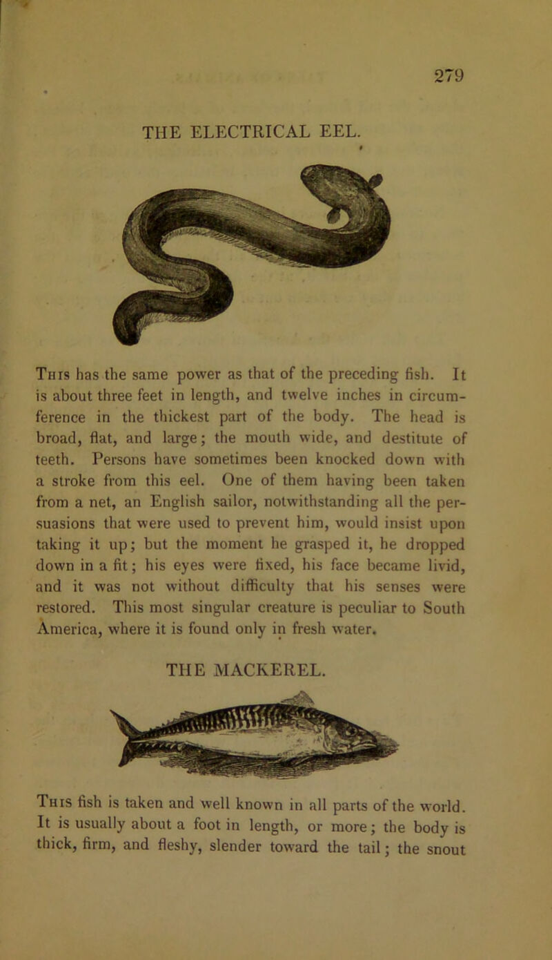 THE ELECTRICAL EEL. Tins has the same power as that of the preceding fish. It is about three feet in length, and twelve inches in circum- ference in the thickest part of the body. The head is broad, flat, and large; the mouth wide, and destitute of teeth. Persons have sometimes been knocked down with a stroke from this eel. One of them having been taken from a net, an English sailor, notwithstanding all the per- suasions that were used to prevent him, would insist upon taking it up; but the moment he grasped it, he dropped down in a fit; his eyes were fixed, his face became livid, and it was not without difficulty that his senses were restored. This most singular creature is peculiar to South America, where it is found only in fresh water. THE MACKEREL. This fish is taken and well known in all parts of the world. It is usually about a foot in length, or more; the body is thick, firm, and fleshy, slender toward the tail; the snout