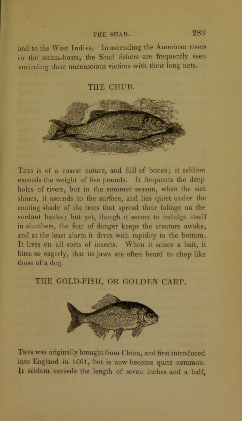 THE SHAD. and to the West Indies. In ascending the American rivers in the steam-boats, the Shad fishers are frequently seen encircling their unconscious victims with their long nets. THE CHUB. This is of a coarse nature, and full of bones; it seldom exceeds the weight of five pounds. It frequents the deep holes of rivers, but in the summer season, when the sun shines, it ascends to the surface, and lies quiet under the cooling shade of the trees that spread their foliage on the verdant banks; but yet, though it seems to indulge itself in slumbers, the fear of danger keeps the creature awake, and at the least alarm it dives with rapidity to the bottom. It lives on all sorts of insects. When it seizes a bait, it bites so eagerly, that its jaws are often heard to chop like those of a dog. THE GOLD-FISH, OR GOLDEN CARP. This was originally brought from China, and first introduced into England in 1661, but is now become quite common. It seldom exceeds the length of seven inches and a half,