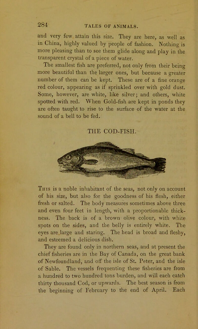 and very few attain this size. They are here, as well as in China, highly valued by people of fashion. Nothing is more pleasing than to see them glide along and play in the transparent crystal of a piece of water. The smallest fish are preferred, not only from their being more beautiful than the larger ones, but because a greater number of them can be kept. These are of a fine orange red colour, appearing as if sprinkled over with gold dust. Some, however, are white, like silver; and others, white spotted with red. When Gold-fish are kept in ponds they are often taught to rise to the surface of the water at the sound of a bell to be fed. THE COD-FISH. This is a noble inhabitant of the seas, not only on account of his size, but also for the goodness of his flesh, either fresh or salted. The body measures sometimes above three and even four feet in length, with a proportionable thick- ness. The back is of a brown olive colour, with white spots on the sides, and the belly is entirely white. The eyes are.large and staring. The head is broad and fleshy, and esteemed a delicious dish. They are found only in northern seas, and at present the chief fisheries are in the Bay of Canada, on the great bank of Newfoundland, and off the isle of St. Peter, and the isle of Sable. The vessels frequenting these fisheries are from a hundred to two hundred tons burden, and will each catch thirty thousand Cod, or upwards. The best season is from the beginning of February to the end of April. Each