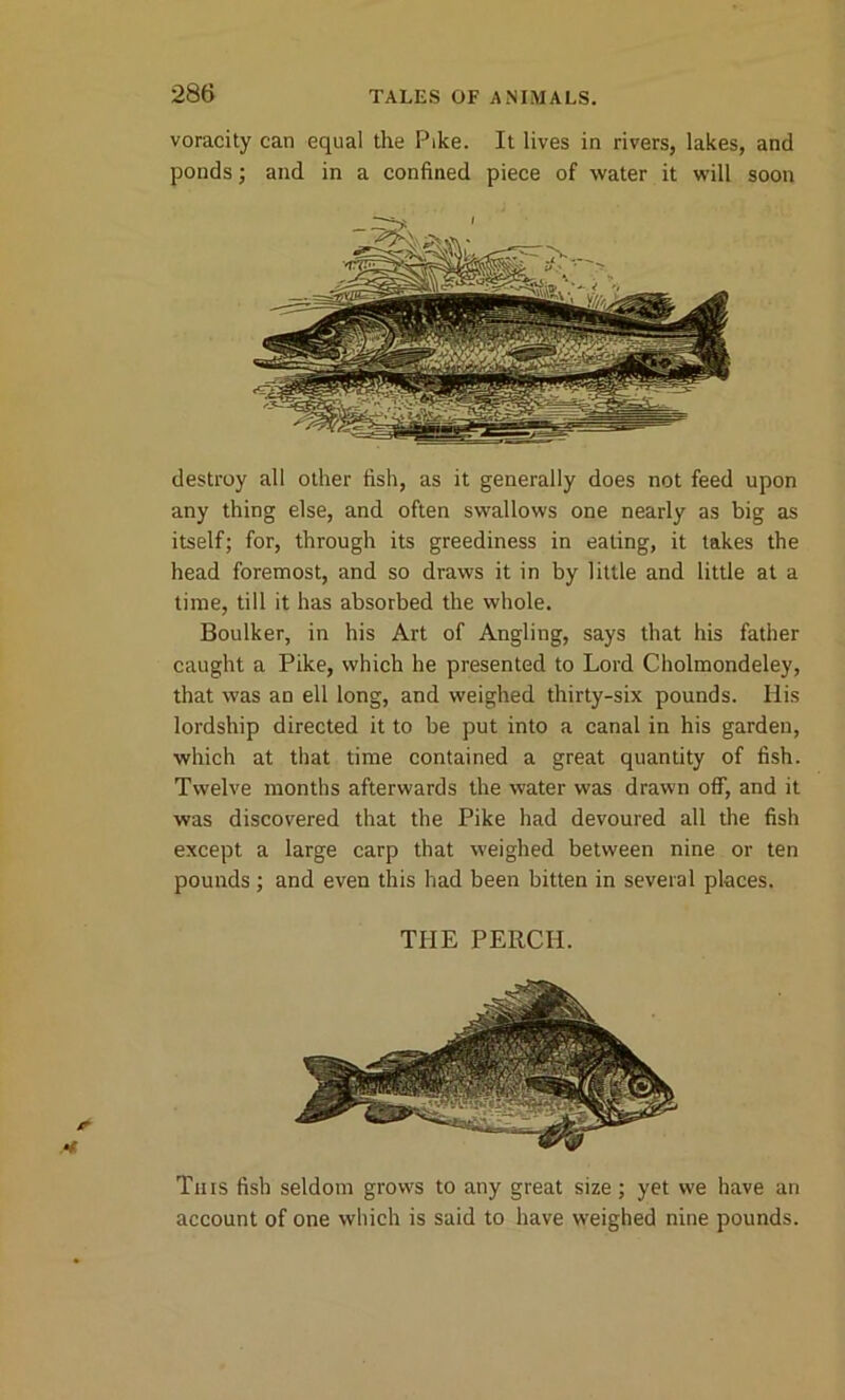 voracity can equal the Pike. It lives in rivers, lakes, and ponds; and in a confined piece of water it will soon destroy all other fish, as it generally does not feed upon any thing else, and often swallows one nearly as big as itself; for, through its greediness in eating, it lakes the head foremost, and so draws it in by little and little at a time, till it has absorbed the whole. Boulker, in his Art of Angling, says that his father caught a Pike, which he presented to Lord Cholmondeley, that was an ell long, and weighed thirty-six pounds. His lordship directed it to be put into a canal in his garden, which at that time contained a great quantity of fish. Twelve months afterwards the water was drawn off, and it was discovered that the Pike had devoured all the fish except a large carp that weighed between nine or ten pounds ; and even this had been bitten in several places. THE PERCH. This fish seldom grows to any great size ; yet we have an account of one which is said to have weighed nine pounds.