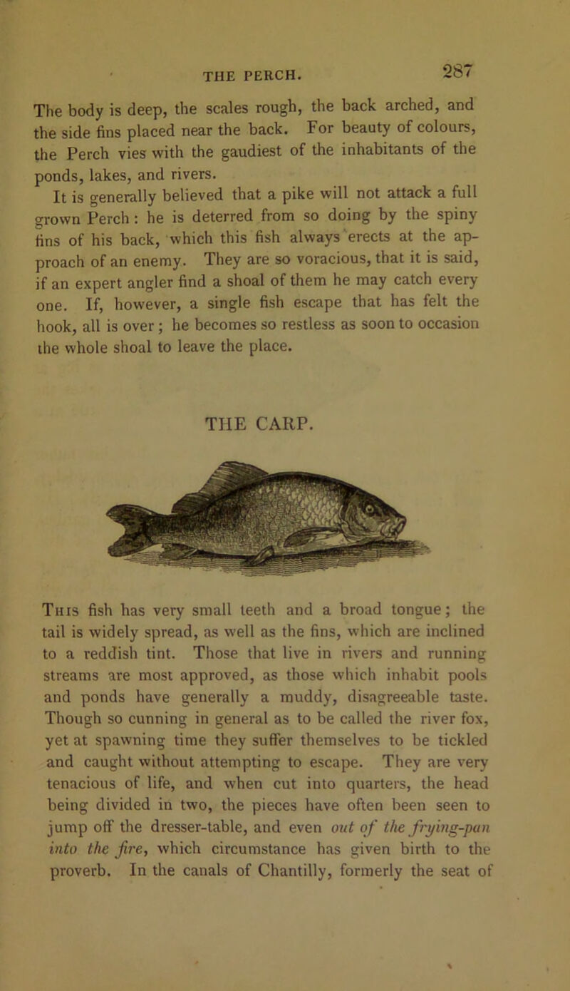The body is deep, the scales rough, the back arched, and the side fins placed near the back. For beauty of colours, the Perch vies with the gaudiest of the inhabitants of the ponds, lakes, and rivers. It is generally believed that a pike will not attack a full grown Perch: he is deterred from so doing by the spiny fins of his back, which this fish always erects at the ap- proach of an enemy. They are so voracious, that it is said, if an expert angler find a shoal of them he may catch every- one. If, however, a single fish escape that has felt the hook, all is over; he becomes so restless as soon to occasion the whole shoal to leave the place. THE CARP. This fish has very small teeth and a broad tongue; the tail is widely spread, as well as the fins, which are inclined to a reddish tint. Those that live in rivers and running streams are most approved, as those which inhabit pools and ponds have generally a muddy, disagreeable taste. Though so cunning in general as to be called the river fox, yet at spawning time they suffer themselves to be tickled and caught without attempting to escape. They are very tenacious of life, and when cut into quarters, the head being divided in two, the pieces have often been seen to jump off the dresser-table, and even out of the frying-pun into the fire, which circumstance has given birth to the proverb. In the canals of Chantilly, formerly the seat of