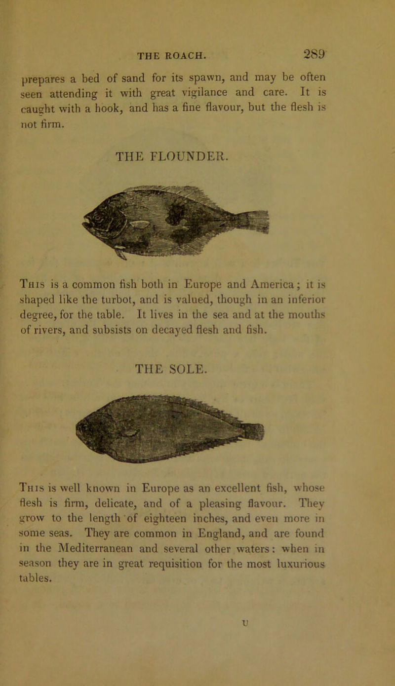 prepares a bed of sand for its spawn, and may be often seen attending it with great vigilance and care. It is caught with a hook, and has a fine flavour, but the flesh is not firm. THE FLOUNDER. This is a common fish both in Europe and America; it is shaped like the turbot, and is valued, though in an inferior degree, for the table. It lives in the sea and at the mouths of rivers, and subsists on decayed flesh and fish. THE SOLE. This is well known in Europe as an excellent fish, whose flesh is firm, delicate, and of a pleasing flavour. They grow to the length of eighteen inches, and even more in some seas. They are common in England, and are found in the Mediterranean and several other waters: when in season they are in great requisition for the most luxurious tables. TJ
