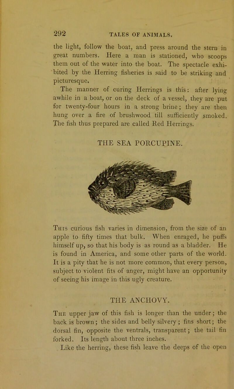 the light, follow the boat, and press around the stern in great numbers. Here a man is stationed, who scoops them out of the water into the boat. The spectacle exhi- bited by the Herring fisheries is said to be striking and picturesque. The manner of curing Herrings is this: after lying awhile in a boat, or on the deck of a vessel, they are put for twenty-four hours in a strong brine; they are then hung over a fire of brushw-ood till sufficiently smoked. The fish thus prepared are called Red Herrings. THE SEA PORCUPINE. This curious fish varies in dimension, from the size of an apple to fifty times that bulk. When enraged, he puffs himself up, so that his body is as round as a bladder. He is found in America, and some other parts of the world. It is a pity that he is not more common, that every person, subject to violent fits of anger, might have an opportunity of seeing his image in this ugly creature. THE ANCHOVY. The upper jaw of this fish is longer than the under; the back is brown; the sides and belly silvery ; fins short; the dorsal fin, opposite the ventrals, transparent; the tail fin forked. Its length about three inches. Like the herring, these fish leave the deeps of the open