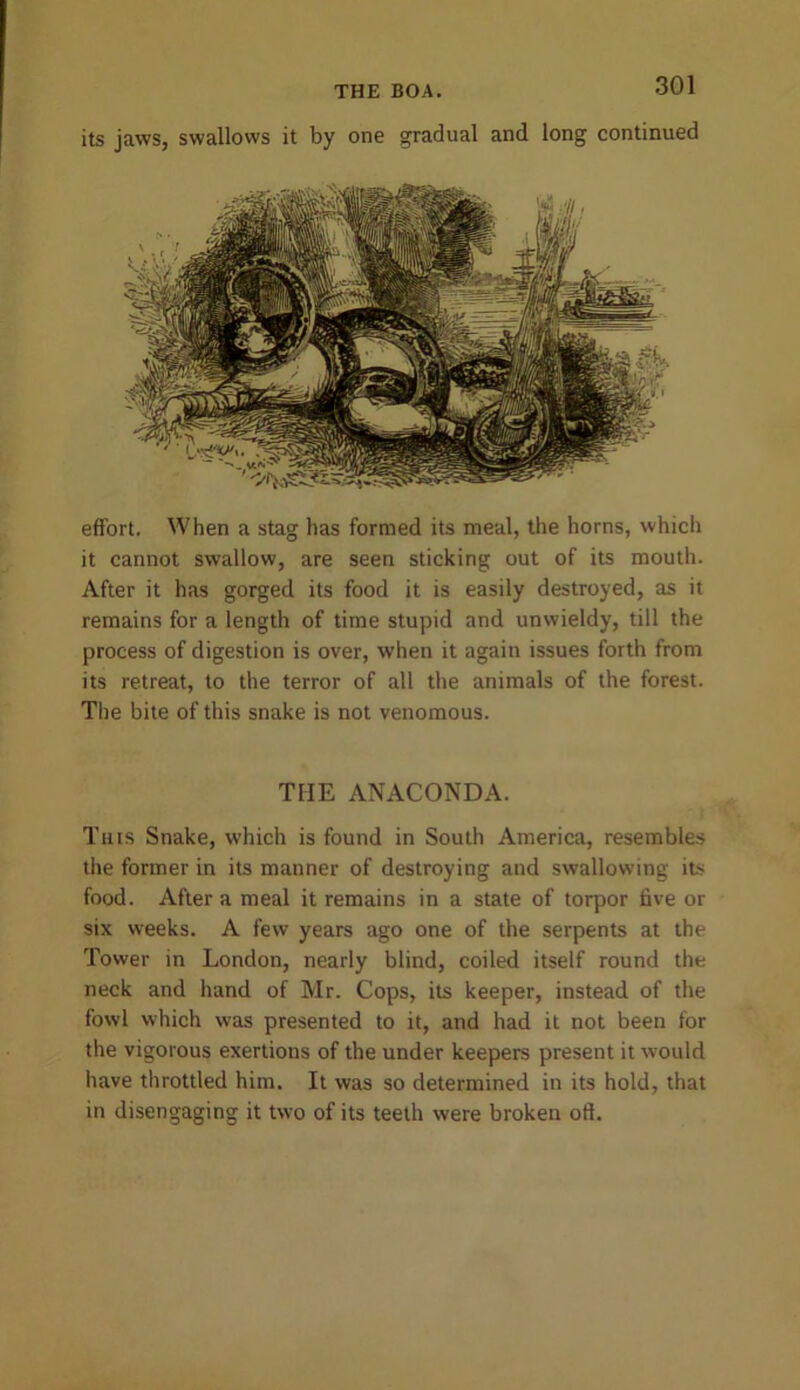 its jaws, swallows it by one gradual and long continued effort. When a stag has formed its meal, the horns, which it cannot swallow, are seen sticking out of its mouth. After it has gorged its food it is easily destroyed, as it remains for a length of time stupid and unwieldy, till the process of digestion is over, when it again issues forth from its retreat, to the terror of all the animals of the forest. The bite of this snake is not venomous. THE ANACONDA. • j This Snake, which is found in South America, resembles the former in its manner of destroying and swallowing its food. After a meal it remains in a state of torpor five or six weeks. A few years ago one of the serpents at the Tower in London, nearly blind, coiled itself round the neck and hand of Mr. Cops, its keeper, instead of the fowl which was presented to it, and had it not been for the vigorous exertions of the under keepers present it would have throttled him. It was so determined in its hold, that in disengaging it two of its teeth were broken oft.