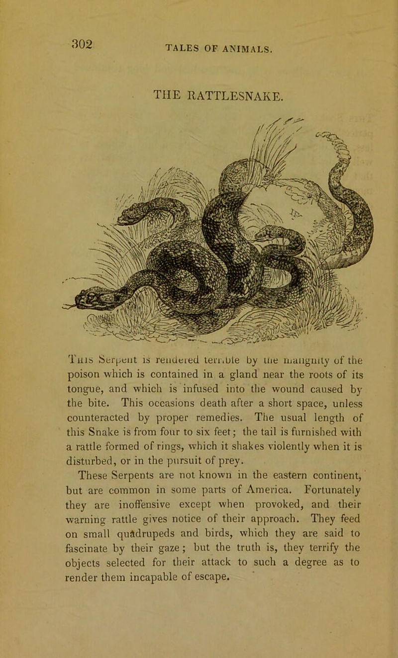 TALES OF ANIMALS. TIIE RATTLESNAKE. Tuis Serpent is rendered ten.ble by me malignity of the poison which is contained in a gland near the roots of its tongue, and which is infused into the wound caused by the bite. This occasions death after a short space, unless counteracted by proper remedies. The usual length of this Snake is from four to six feet; the tail is furnished with a rattle formed of rings, which it shakes violently when it is disturbed, or in the pursuit of prey. These Serpents are not known in the eastern continent, but are common in some parts of America. Fortunately they are inoffensive except when provoked, and their warning rattle gives notice of their approach. They feed on small quadrupeds and birds, which they are said to fascinate by their gaze; but the truth is, they terrify the objects selected for their attack to such a degree as to render them incapable of escape.