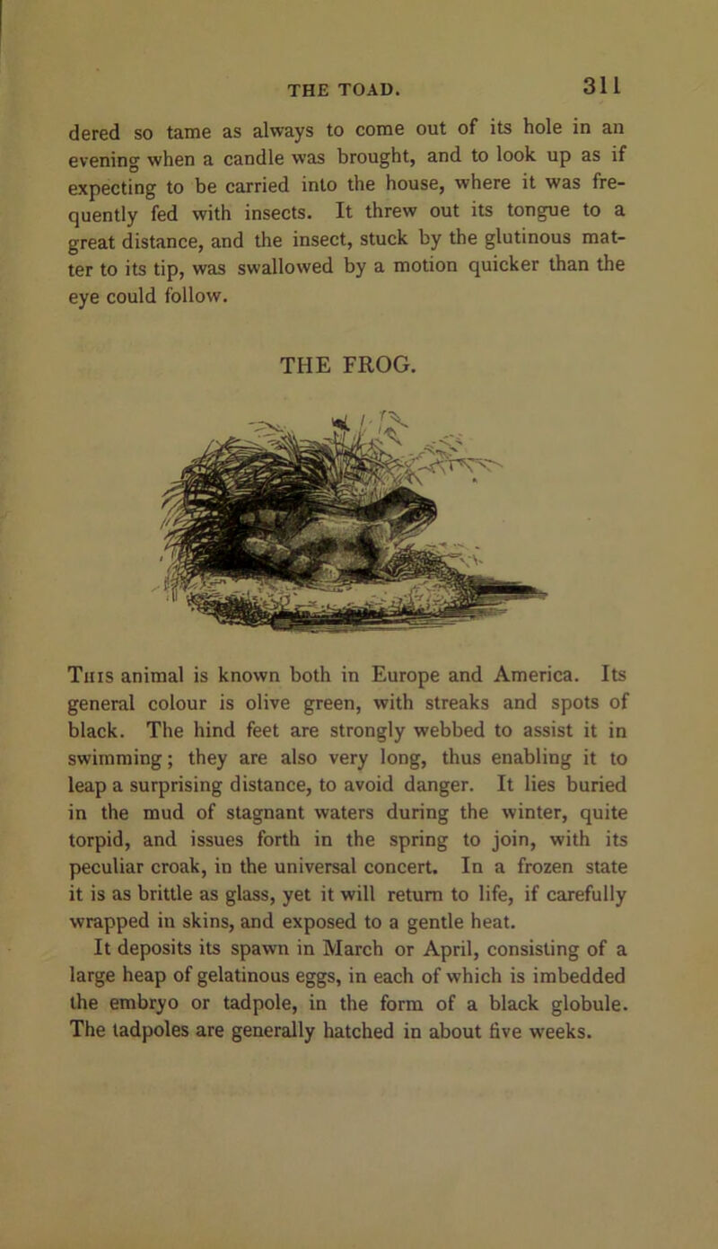 dered so tame as always to come out of its hole in an evening when a candle was brought, and to look up as if expecting to be carried into the house, where it was fre- quently fed with insects. It threw out its tongue to a great distance, and the insect, stuck by the glutinous mat- ter to its tip, was swallowed by a motion quicker than the eye could follow. THE FROG. This animal is known both in Europe and America. Its general colour is olive green, with streaks and spots of black. The hind feet are strongly webbed to assist it in swimming; they are also very long, thus enabling it to leap a surprising distance, to avoid danger. It lies buried in the mud of stagnant waters during the winter, quite torpid, and issues forth in the spring to join, with its peculiar croak, in the universal concert. In a frozen state it is as brittle as glass, yet it will return to life, if carefully wrapped in skins, and exposed to a gentle heat. It deposits its spawn in March or April, consisting of a large heap of gelatinous eggs, in each of which is imbedded the embryo or tadpole, in the form of a black globule. The tadpoles are generally hatched in about five weeks.