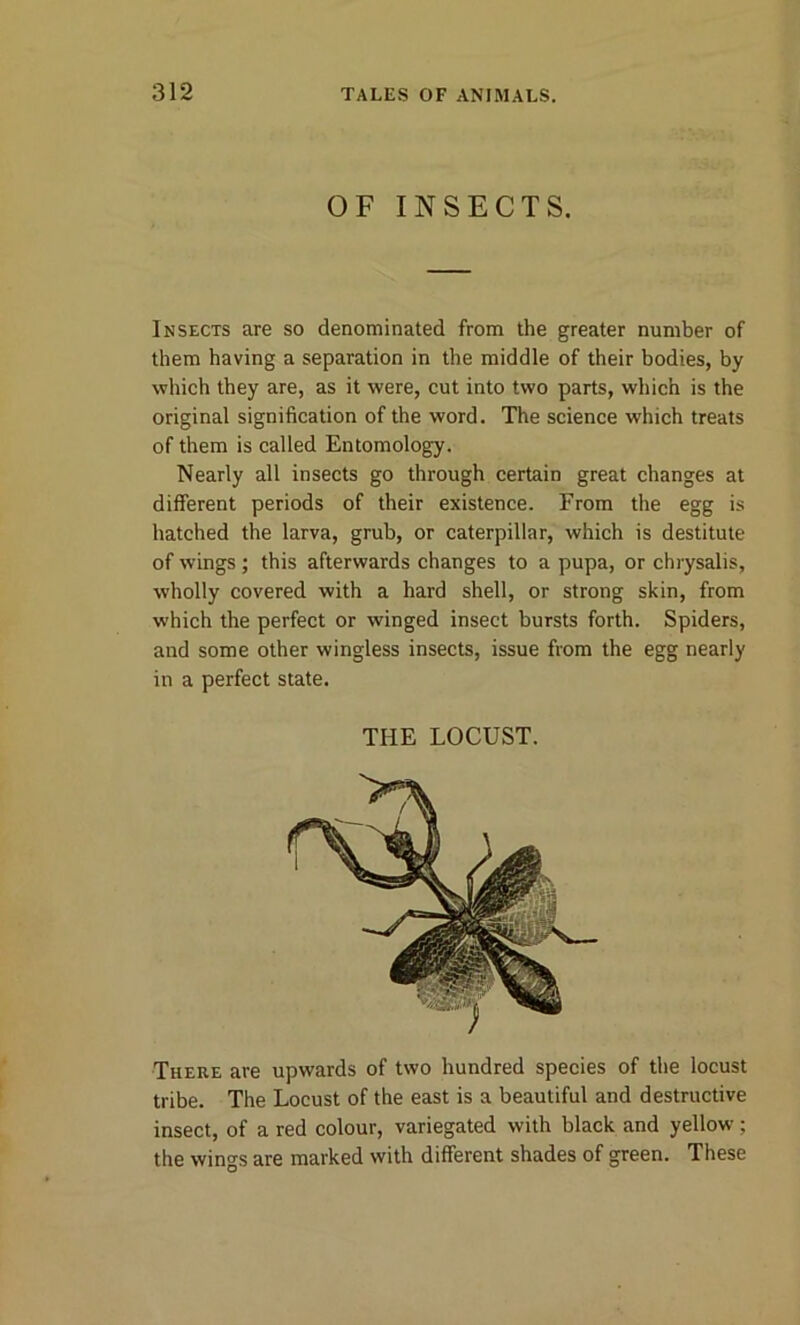 OF INSECTS. Insects are so denominated from the greater number of them having a separation in the middle of their bodies, by which they are, as it were, cut into two parts, which is the original signification of the word. The science which treats of them is called Entomology. Nearly all insects go through certain great changes at different periods of their existence. From the egg is hatched the larva, grub, or caterpillar, which is destitute of wings ; this afterwards changes to a pupa, or chrysalis, wholly covered with a hard shell, or strong skin, from which the perfect or winged insect bursts forth. Spiders, and some other wingless insects, issue from the egg nearly in a perfect state. THE LOCUST. There are upwards of two hundred species of the locust tribe. The Locust of the east is a beautiful and destructive insect, of a red colour, variegated with black and yellow; the wings are marked with different shades of green. These