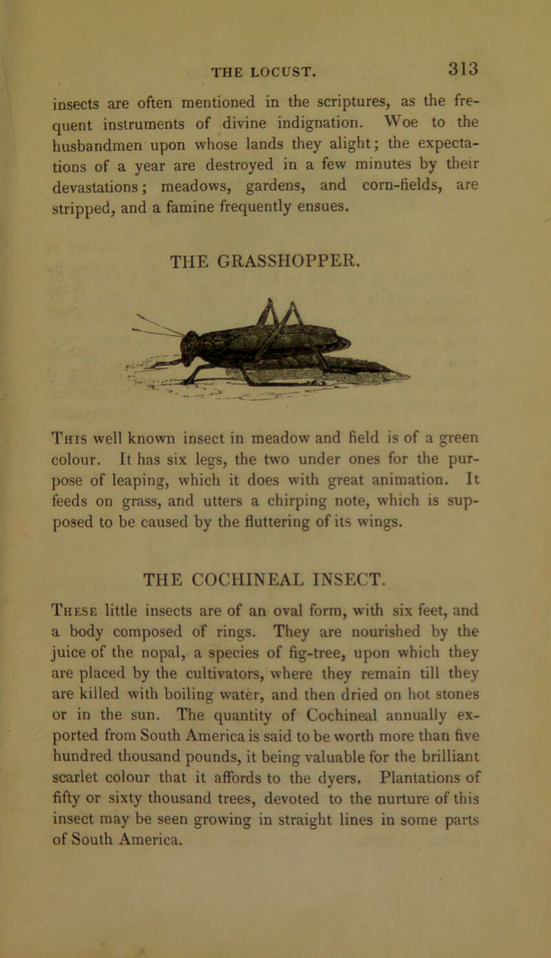 THE LOCUST. insects are often mentioned in the scriptures, as the fre- quent instruments of divine indignation. Woe to the husbandmen upon whose lands they alight; the expecta- tions of a year are destroyed in a few minutes by their devastations; meadows, gardens, and corn-fields, are stripped, and a famine frequently ensues. THE GRASSHOPPER. This well known insect in meadow and field is of a green colour. It has six legs, the two under ones for the pur- pose of leaping, which it does with great animation. It feeds on grass, and utters a chirping note, which is sup- posed to be caused by the fluttering of its wings. THE COCHINEAL INSECT. These little insects are of an oval form, with six feet, and a body composed of rings. They are nourished by the juice of the nopal, a species of fig-tree, upon which they are placed by the cultivators, where they remain till they are killed with boiling water, and then dried on hot stones or in the sun. The quantity of Cochineal annually ex- ported from South America is said to be worth more than five hundred thousand pounds, it being valuable for the brilliant scarlet colour that it affords to the dyers. Plantations of fifty or sixty thousand trees, devoted to the nurture of this insect may be seen growing in straight lines in some parts of South America.