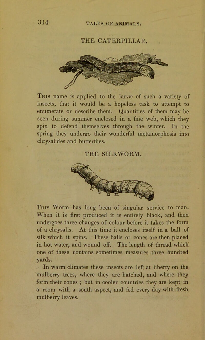 THE CATERPILLAR. This name is applied to the larvse of such a variety of insects, that it would be a hopeless task to attempt to enumerate or describe them. Quantities of them may be seen during summer enclosed in a fine web, which they spin to defend themselves through the winter. In the spring they undergo their wonderful metamorphosis into chrysalides and butterflies. THE SILKWORM. This Worm has long been of singular service to man. When it is first produced it is entirely black, and then undergoes three changes of colour before it takes the form of a chrysalis. At this time it encloses itself in a ball of silk which it spins. These balls or cones are then placed in hot water, and wound off. The length of thread which one of these contains sometimes measures three hundred yards. In warm climates these insects are left at liberty on the mulberry trees, where they are hatched, and where they form their cones ; but in cooler countries they are kept in a room with a south aspect, and fed every day with fresh mulberry leaves.