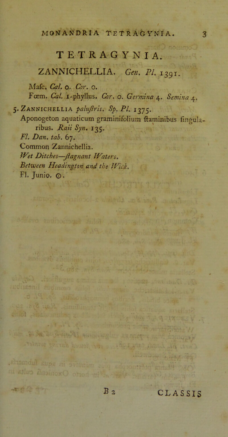 TETRAGVNIA. ZANNICHELLIA. Cen. Pl. i39,. Mafc. Cal. o. Cor. o. Foem. Cal. i-phyllus. Cor. o. Germina 4. Semina 4. 5. Zannichellia palujiris. Sp. Pl. 1375. Aponogeton aquaticum graminifolium flaminibus Angula- ribus. Raii Syti. 135. FI. Dan. tab. 67. Common Zannichellia. Wet Ditches—Jlagnant JVaters. Between Headington and tbe JVick. FI. Junio, O. I / Bz -r ■