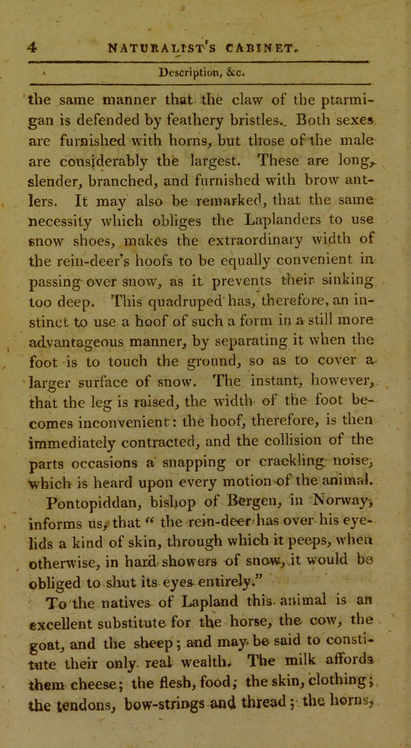 • Description, See. the same manner that the claw of the ptarmi- gan is defended by feathery bristles.. Both sexes are furnished with horns, but those of the male are considerably the largest. These are long,, slender, branched, and furnished with brow ant- lers. It may also be remarked, that the same necessity which obliges the Laplanders to use snow shoes, makes the extraordinary width of the rein-deer’s hoofs to be equally convenient in passing over snow, as it prevents their- sinking too deep. This quadruped has, therefore, an in- stinct to use a hoof of such a form in a still more advantageous manner, by separating it when the foot is to touch the ground, so as to cover a larger surface of snow. The instant, however, that the leg is raised, the width- of the foot be- comes inconvenient: the hoof, therefore, is then immediately contracted, and the collision of the parts occasions a snapping or crackling, noise, which is heard upon every motion of the animal. Pontopiddan, bishop of Bergen, in Norway/ informs us/ that “ the rein-deer has over his eye- lids a kind of skin, through which it peeps, when otherwise, in hard-showers of snow,.it would be obliged to shut its eyes-entirely.” To'the natives- of Lapland this- animal is an excellent substitute for the horse, the cow, the goat, and the sheep; and may be said to consti- tute their only, real wealth. The milk affords them cheese; the flesh, food; the skin, clothing; the tendons, bow-strings and thread ; the horns,