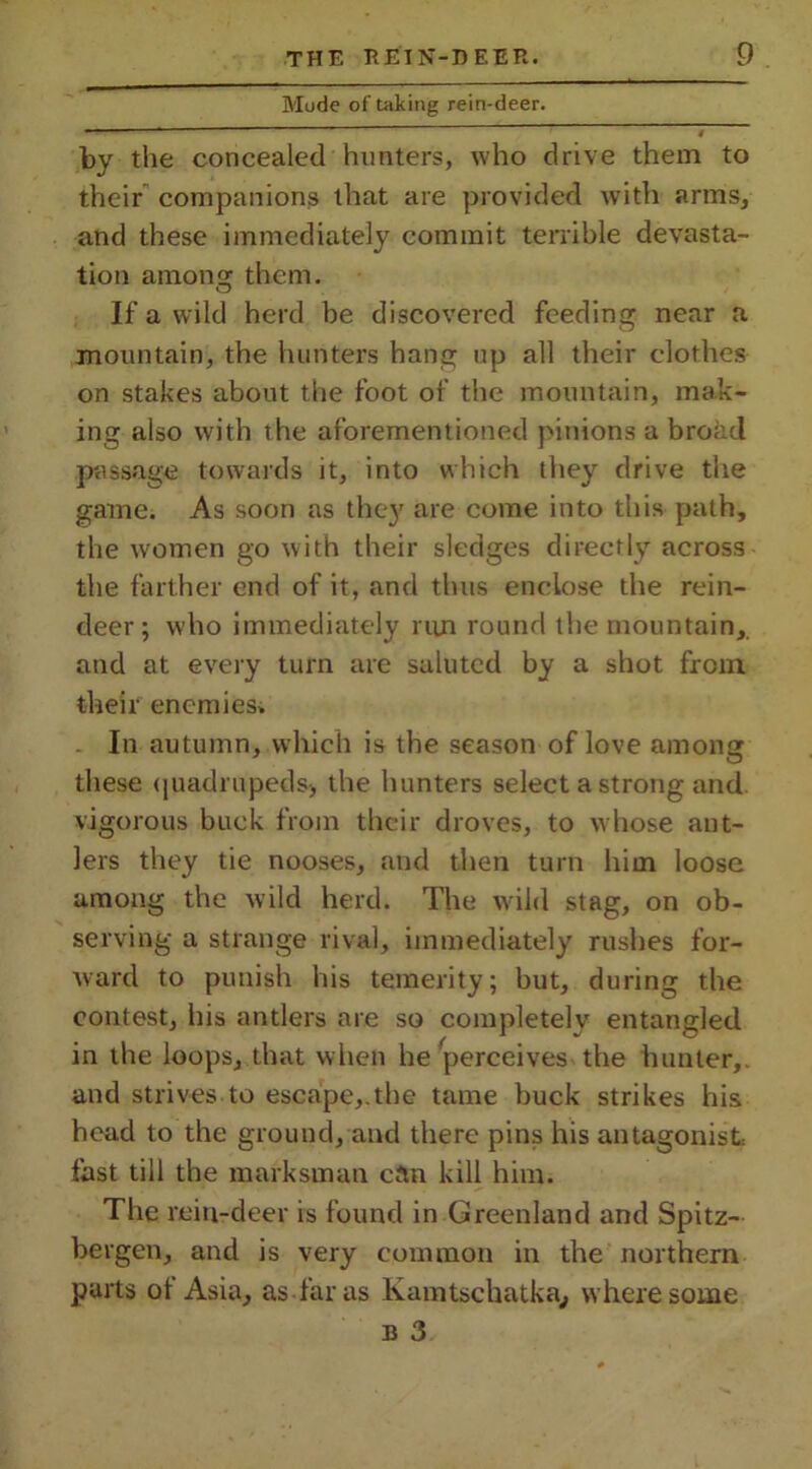 Mode of taking rein-deer. by the concealed hunters, who drive them to their companions that are provided with arms, and these immediately commit terrible devasta- tion among them. If a wild herd be discovered feeding near a mountain, the hunters hang up all their clothes on stakes about the foot of the mountain, mak- ing also with the aforementioned pinions a broad passage towards it, into which they drive the game. As soon as they are come into this path, the women go with their sledges directly across the farther end of it, and thus enclose the rein- deer ; who immediately run round the mountain,, and at every turn are saluted by a shot from, their enemies. In autumn, which is the season of love among these quadrupeds* the hunters select a strong and vigorous buck from their droves, to whose ant- lers they tie nooses, and then turn him loose among the wild herd. The wild stag, on ob- serving a strange rival, immediately rushes for- ward to punish his temerity; but, during the contest, his antlers are so completely entangled in the loops, that when he perceives the hunter,, and strives to escape,.the tame buck strikes his head to the ground, and there pins his antagonist: fast till the marksman can kill him. The rein-deer is found in Greenland and Spitz- bergen, and is very common in the northern parts of Asia, as far as Kamtschatka, where some b 3