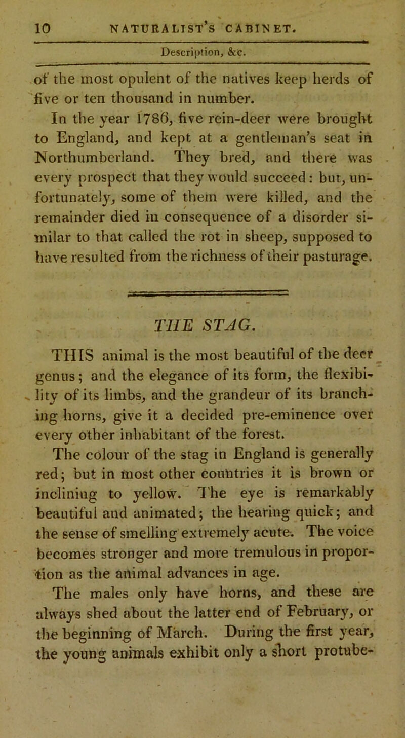 Description, &e. of the most opulent of the natives keep herds of five or ten thousand in number. In the year 1786, five rein-deer were brought to England, and kept at a gentleman’s seat in Northumberland. They bred, and there was every prospect that they would succeed: bur, un- fortunately, some of them were killed, and the remainder died in consequence of a disorder si- milar to that called the rot in sheep, supposed to have resulted from the richness of their pasturage. TIIE STAG. THIS animal is the most beautiful of the deer genus; and the elegance of its form, the flexibi- lity of its limbs, and the grandeur of its branch- ing horns, give it a decided pre-eminence over every other inhabitant of the forest. The colour of the stag in England is generally red; but in most other countries it is brown or inclining to yellow. The eye is remarkably beautiful and animated; the hearing quick; and the sense of smelling extremely acute. The voice becomes stronger and more tremulous in propor- tion as the animal advances in age. The males only have horns, and these are always shed about the latter end of February, or the beginning of March. During the first year, the young animals exhibit only a short protube-