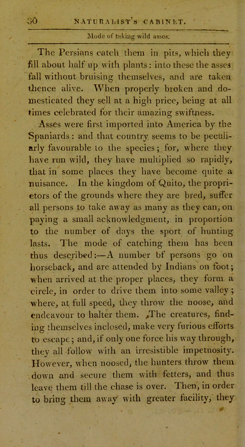 Mode of taking wild asses. The Persians catch them in pits, which they fill about half up with plants: into these the asses fall without bruising themselves, and are taken thence alive. When properly broken and do- mesticated they sell at a high price, being at all times celebrated for their amazing swiftness. Asses were first imported into America by the Spaniards: and that country seems to be peculi- arly favourable to the species; for, where they have run wild, they have multiplied so rapidly, that in some places they have become quite a nuisance. In the kingdom of Quito, the propri- etors of the grounds where they are bred, suffer all persons to take away as many as they can, on paying a small acknowledgment, in proportion to the number of days the sport of hunting lasts. The mode of catching them has been thus described:—A number bf persons go on horseback, and are attended by Indians on foot; when arrived at the proper places, they form a circle, in order to drive them into some valley ; where, at full speed, they throw the noose, and endeavour to halter them. /The creatures, find- ing themselves inclosed, make very furious efforts to escape; and, if only one force his way through, they all follow with an irresistible impetuosity. However, when noosed, the hunters throw them down and secure them with fetters, and thus leave them till the chase is over. Then, in order to bring them away with greater facility, they