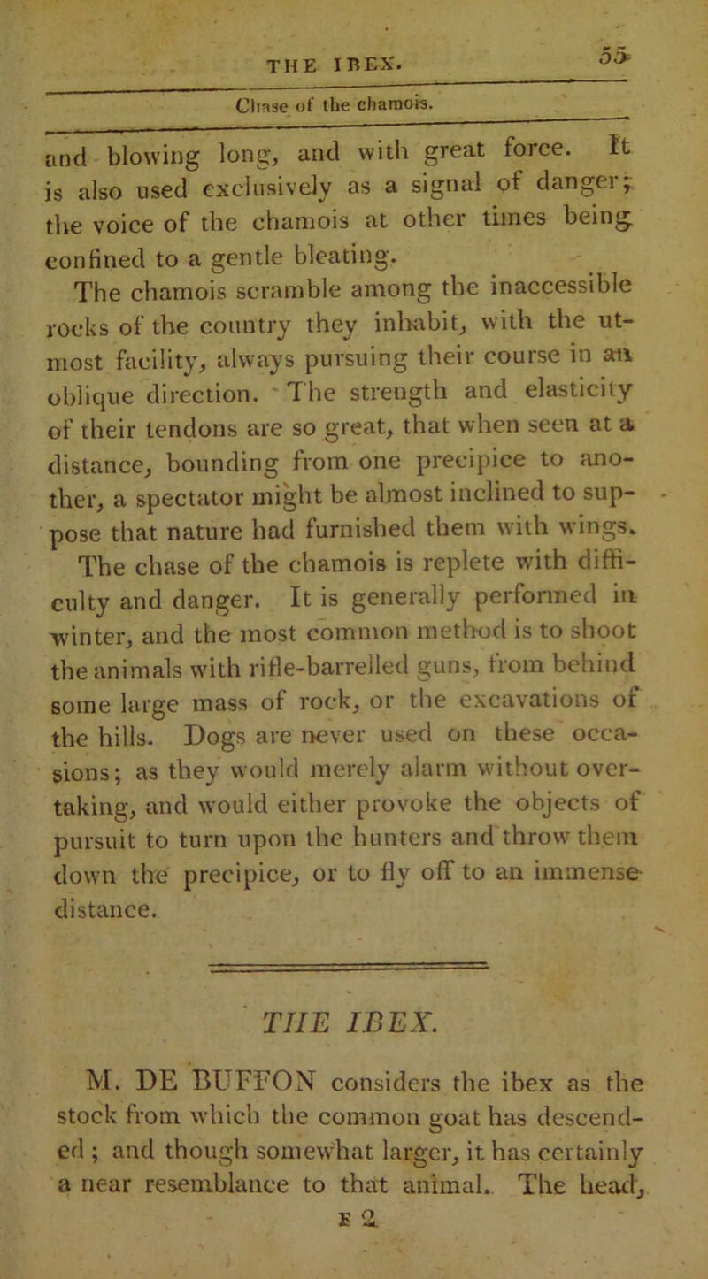 O 5> Chase of the chamois. and blowing long, and with great force. It is also used exclusively as a signal of dangei; the voice of the chamois at other tunes being, confined to a gentle bleating. The chamois scramble among the inaccessible rocks of the country they inhabit, with the ut- most facility, always pursuing their course in an oblique direction. The strength and elasticity of their tendons are so great, that when seen at a distance, bounding from one precipice to ano- ther, a spectator might be almost inclined to sup- - pose that nature had furnished them with wings. The chase of the chamois is replete with diffi- culty and danger. It is generally performed in winter, and the most common method is to shoot the animals with rifle-barrelled guns, from behind some large mass of rock, or the excavations of the hills. Dogs are never used on these occa- sions; as they would merely alarm without over- taking, and would either provoke the objects of pursuit to turn upon the hunters and throw them down the precipice, or to fly off to an immense distance. THE IBEX. M. DE BUFFON considers the ibex as the stock from which the common goat has descend- ed ; and though somewhat larger, it has certainly a near resemblance to that animal. The head, e 2.