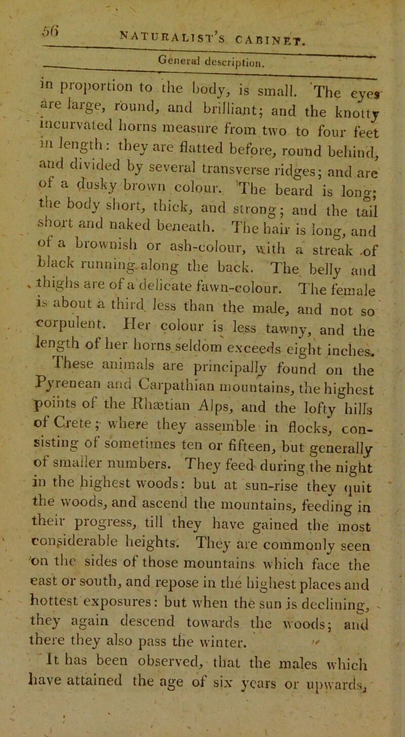 General description. in proportion to the body, is small. The eyes are large, round, and brilliant; and the knotty incurvated horns measure from two to four feet m length : they are flatted before, round behind, and divided by several transverse ridges; and arc of a dusky brown colour. 'The beard is long; the body short, thick, and strong; and the tail short and naked beneath. The hair is long, and of a brownish or ash-colour, with a streak -of black running.along the back. The belly and * thighs are of a delicate fawn-colour. The female is about a third, less than the male, and not so corpulent. Her colour is less tawny, and the length of her horns seldom exceeds eight inches. These animals are principally found on the Pyrenean and Carpathian mountains, the highest points of the Rhaetian Alps, and the lofty hills of Crete; where they assemble in flocks, con- sisting of sometimes ten or fifteen, but generally of smaller numbers. They feed during the night in the highest woods: but at sun-rise they quit the woods, and ascend the mountains, feeding in their progress, till they have gained the most considerable heights. They are commonly seen 'on the sides of those mountains which face the east or south, and repose in the highest places and hottest exposures: but when the sun js declining, - they again descend towards the woods; and there they also pass the winter.  It has been observed, that the males which have attained the age of six years or upwards^